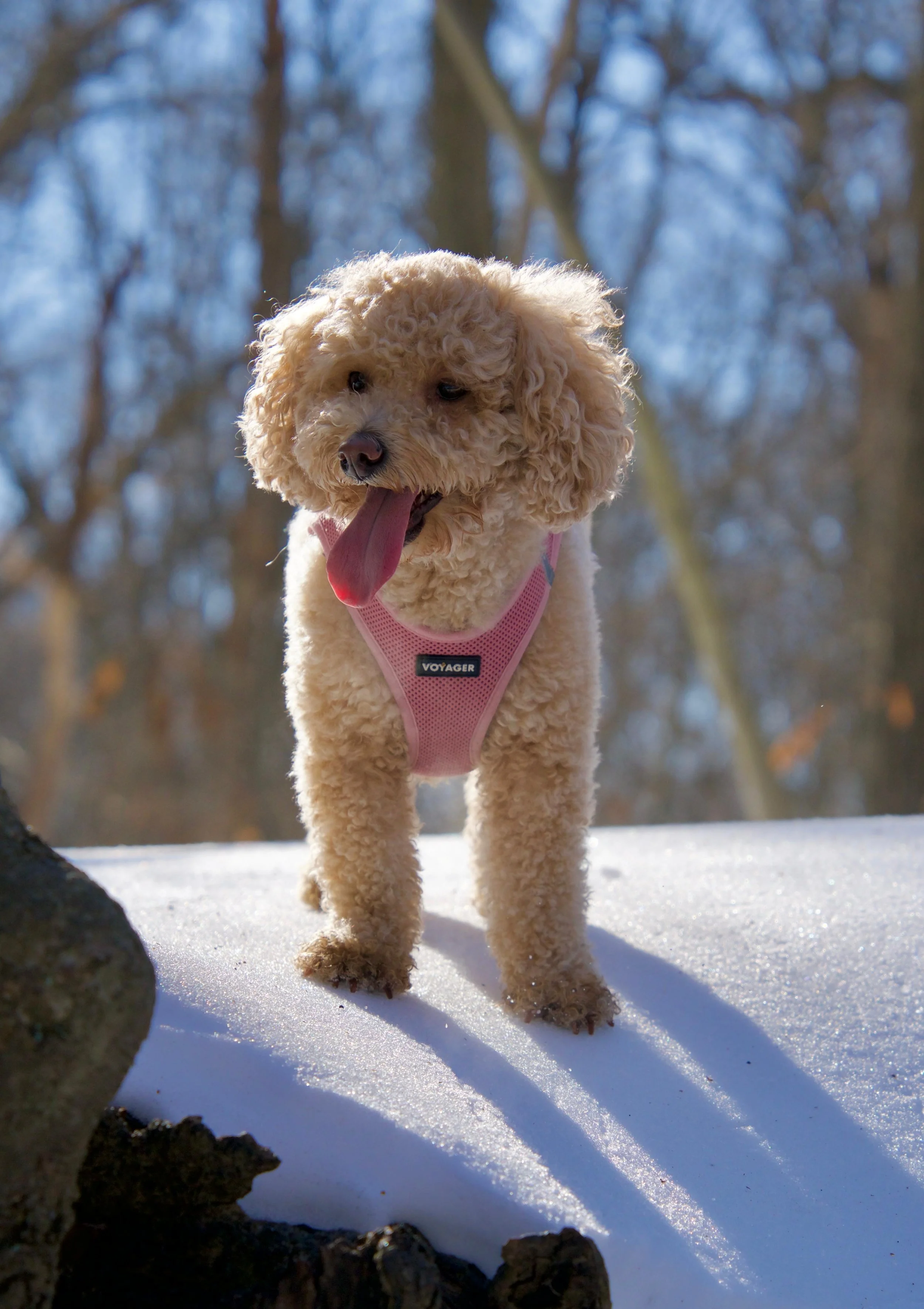 A small, curly-haired dog with a pink harness standing on snow in a forest during winter, panting with its tongue out.