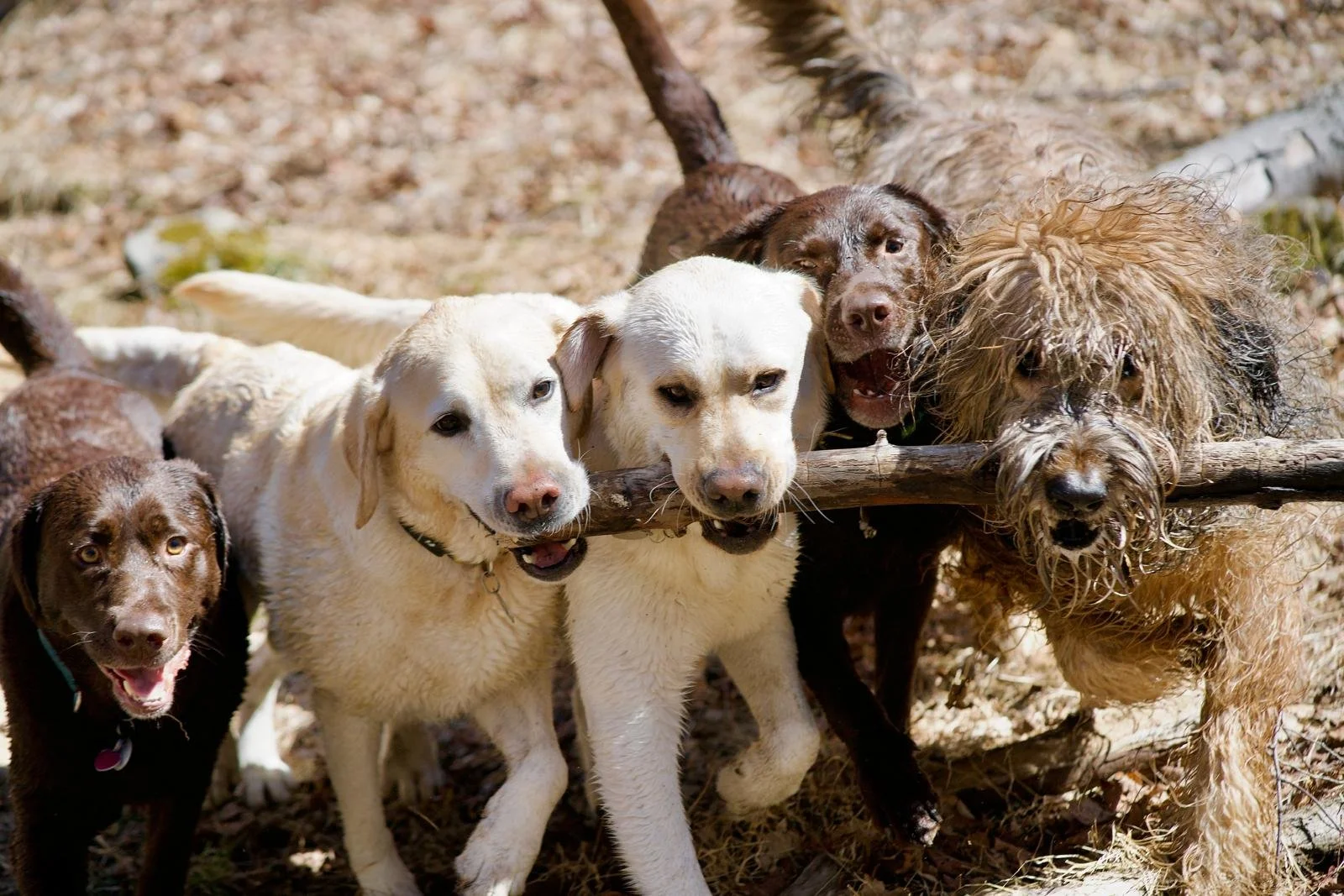 Group of seven dogs, with one holding a stick in its mouth, outdoors on a dirt ground.