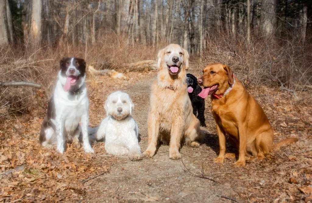 Group of six dogs sitting on a dirt path in a wooded area with leafless trees and dry leaves on the ground.