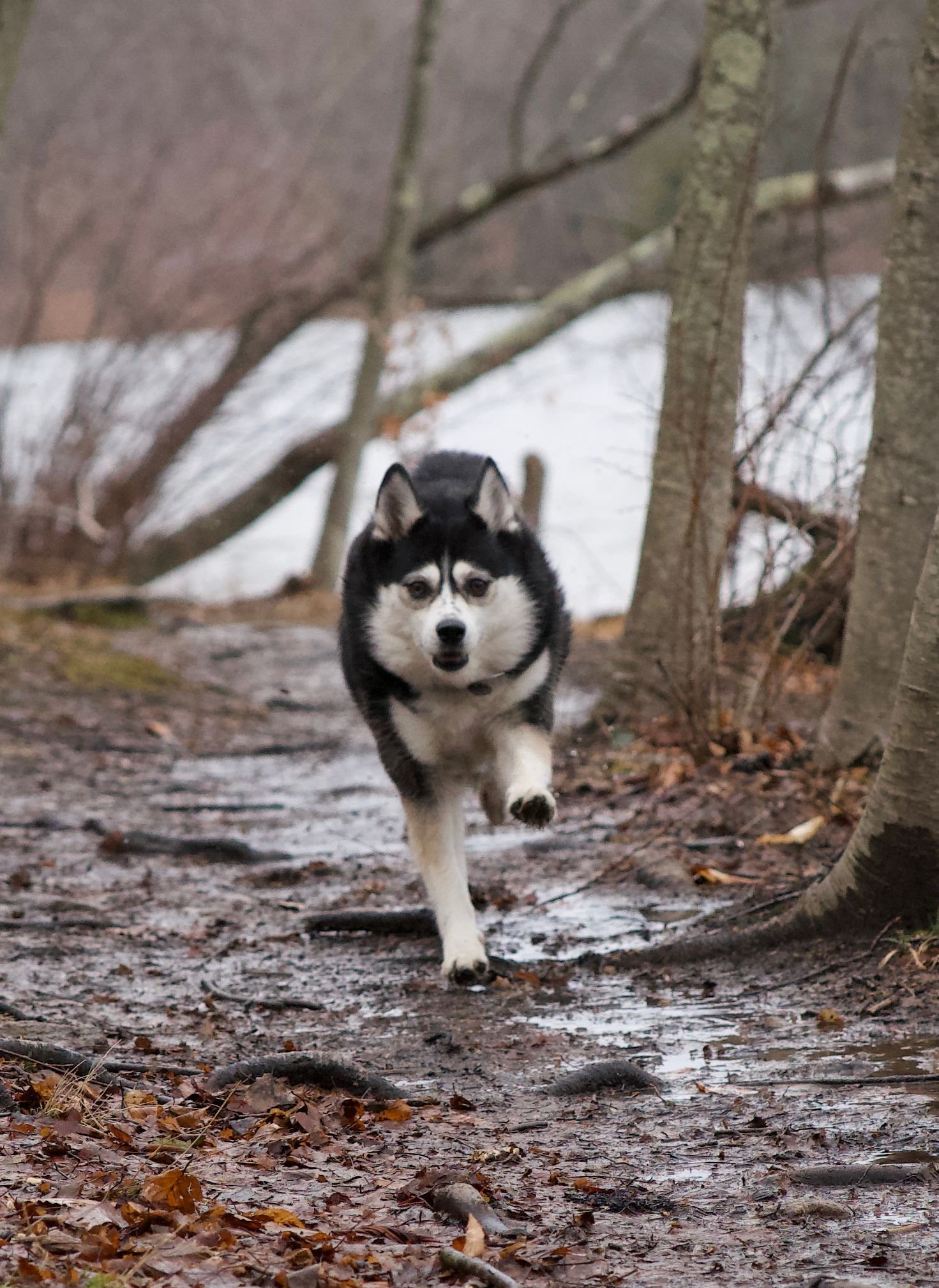 A Husky dog running on a muddy forest trail with leafless trees and a snow-covered background.