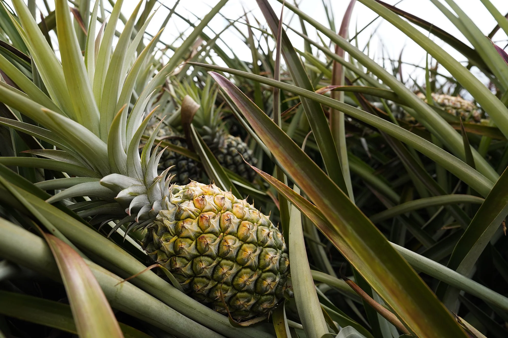 A ripe pineapple in Maui, symbolizing Maui Land & Pineapple’s history in agriculture before shifting to real estate and resort development.