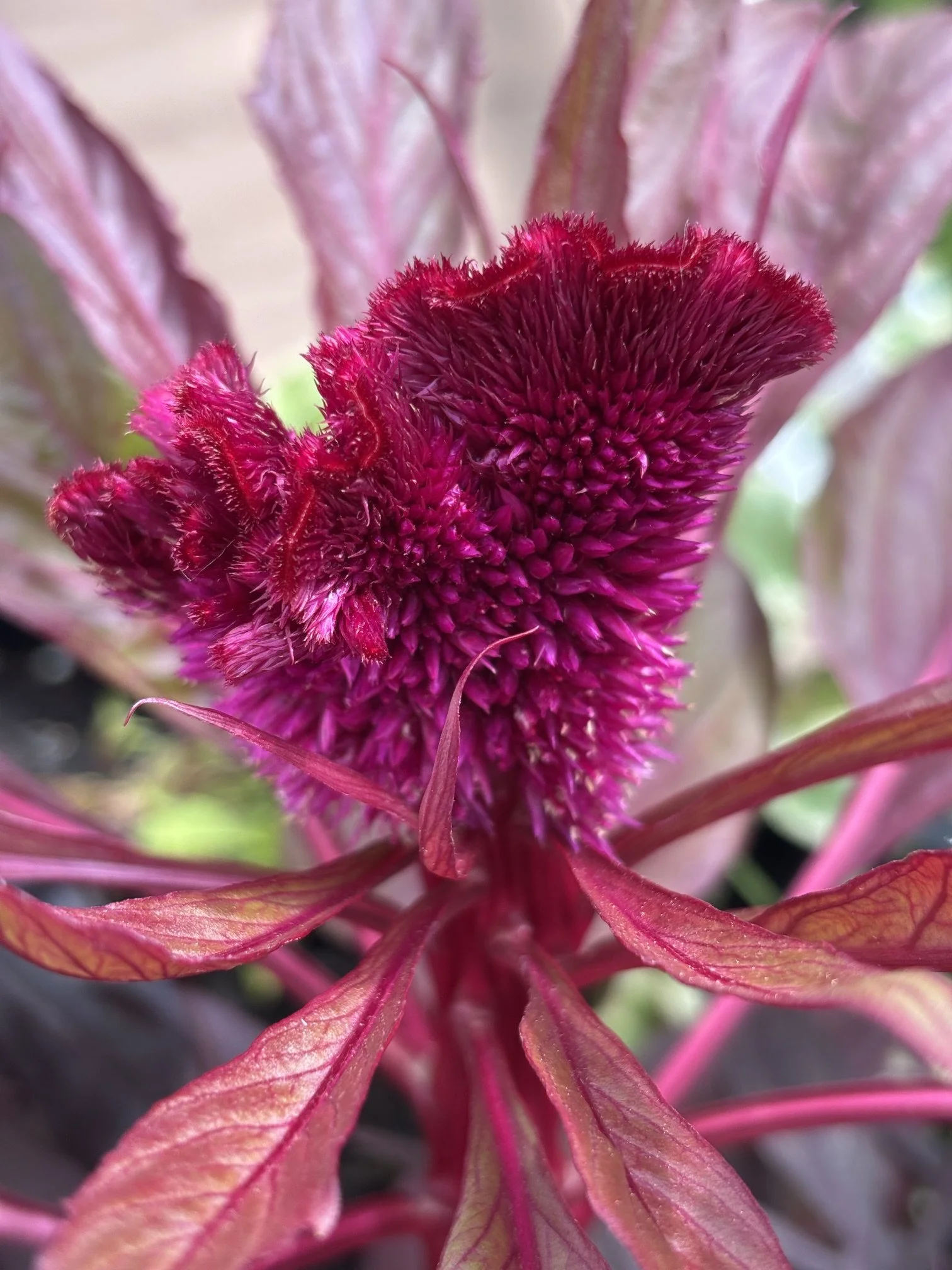 Burgundy-exotic.jpeg