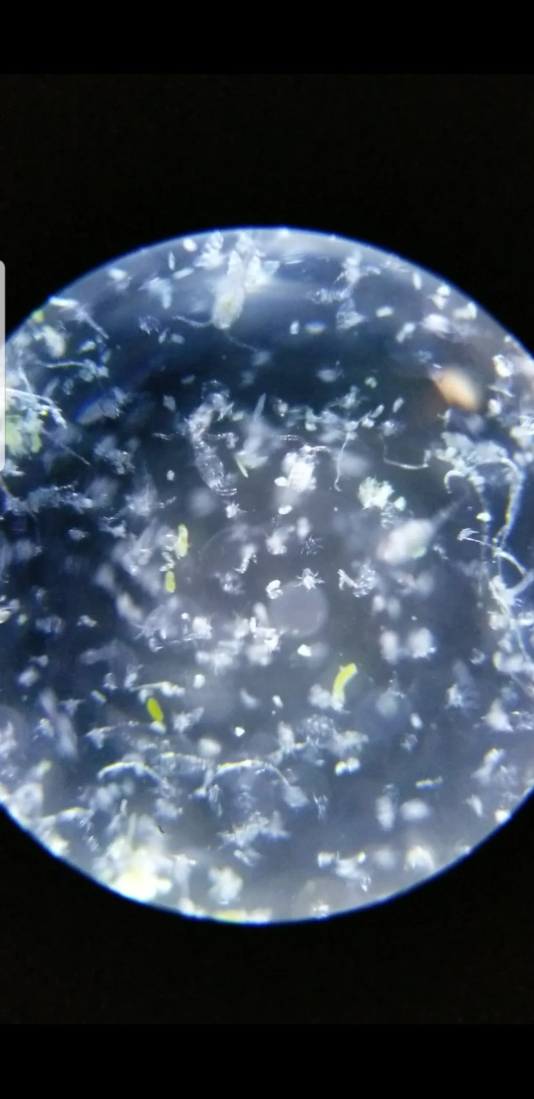 4 species copepod blend 96oz bulk