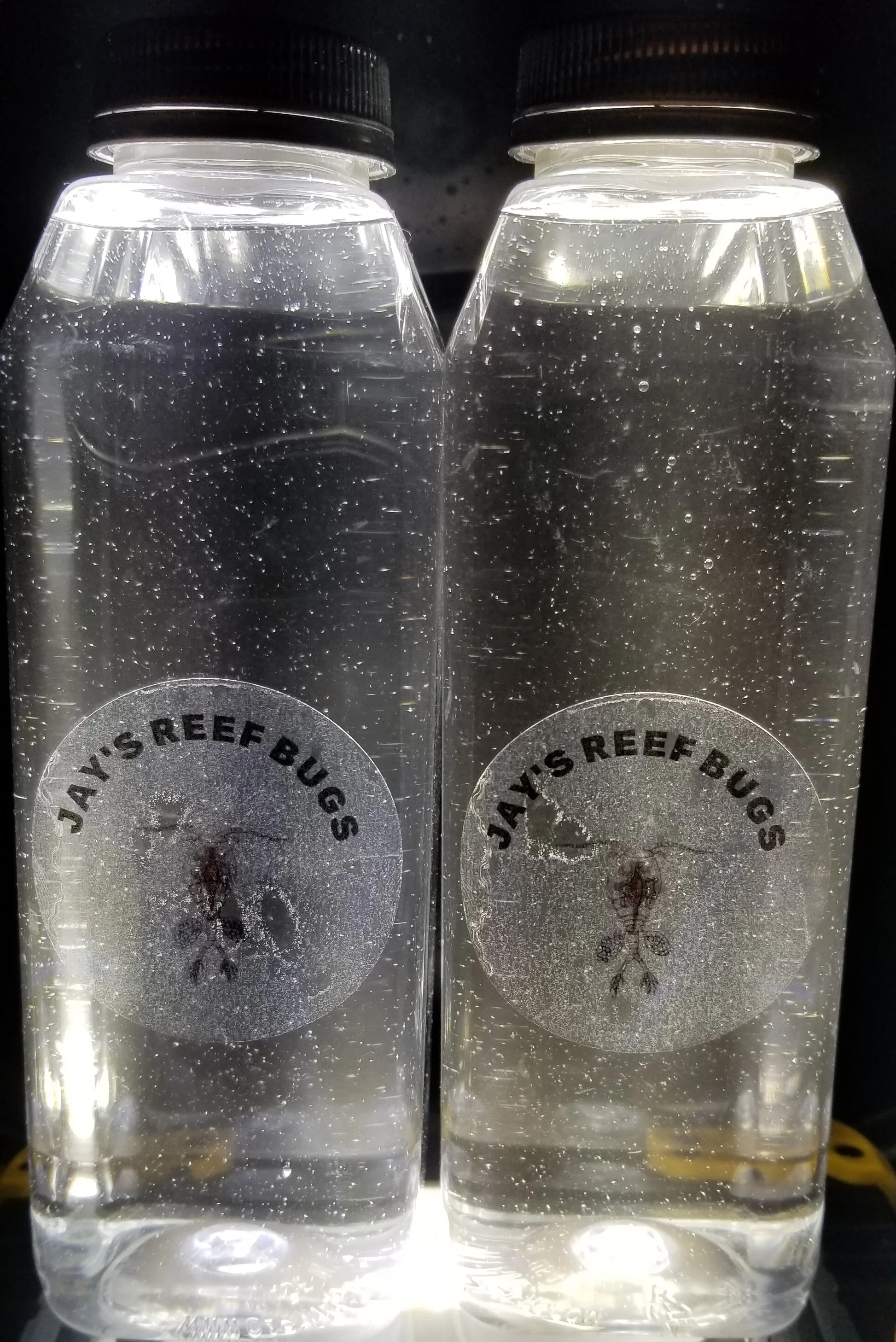 Live Baby Brine Shrimp – 96oz (Hatched to Order)