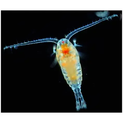 Vendor Bulk Order Live 4-Species Copepod Blend 160oz