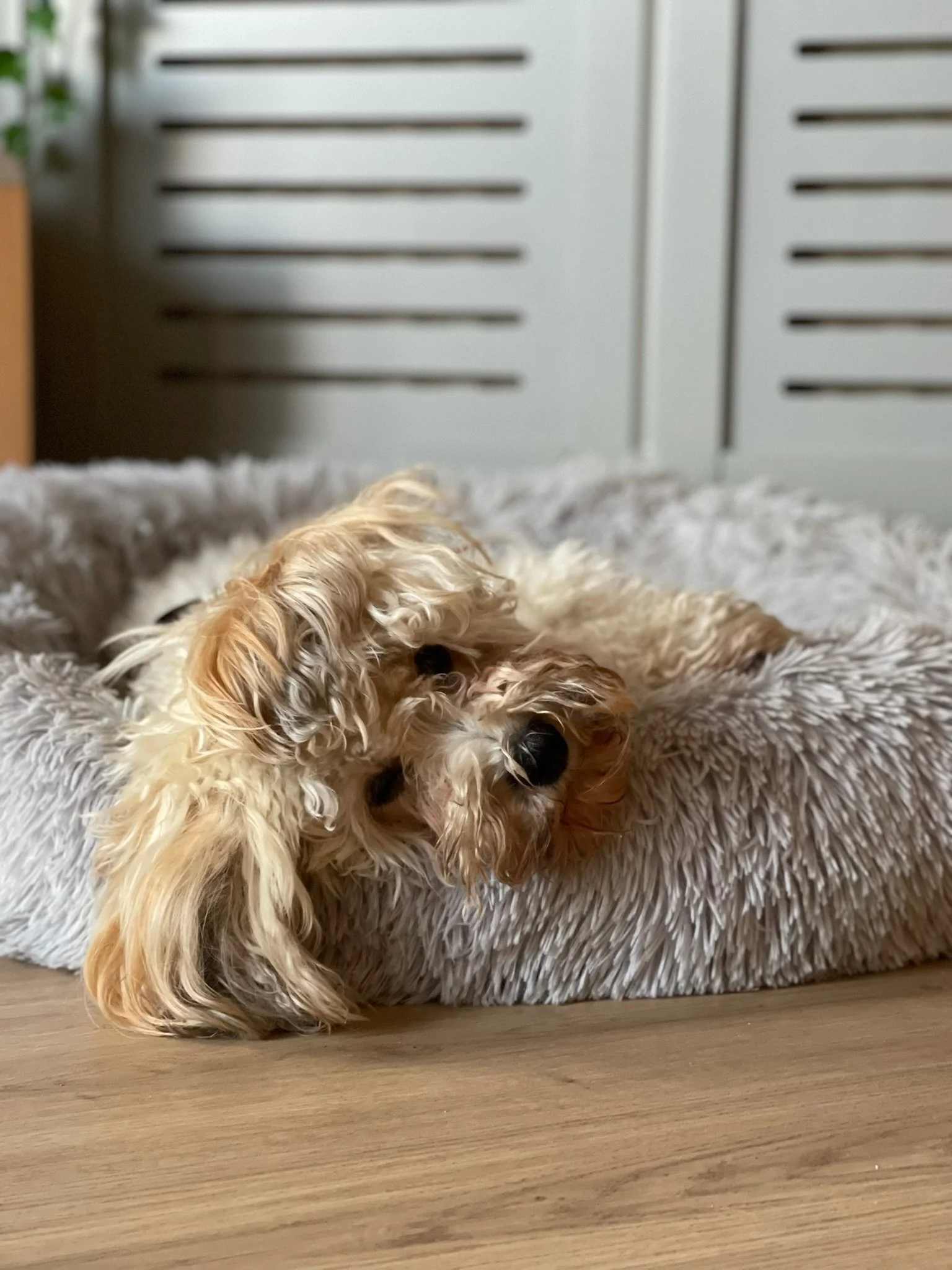 Cute light-colored, curly-haired dog lying on a fluffy gray pet bed on a wooden floor.