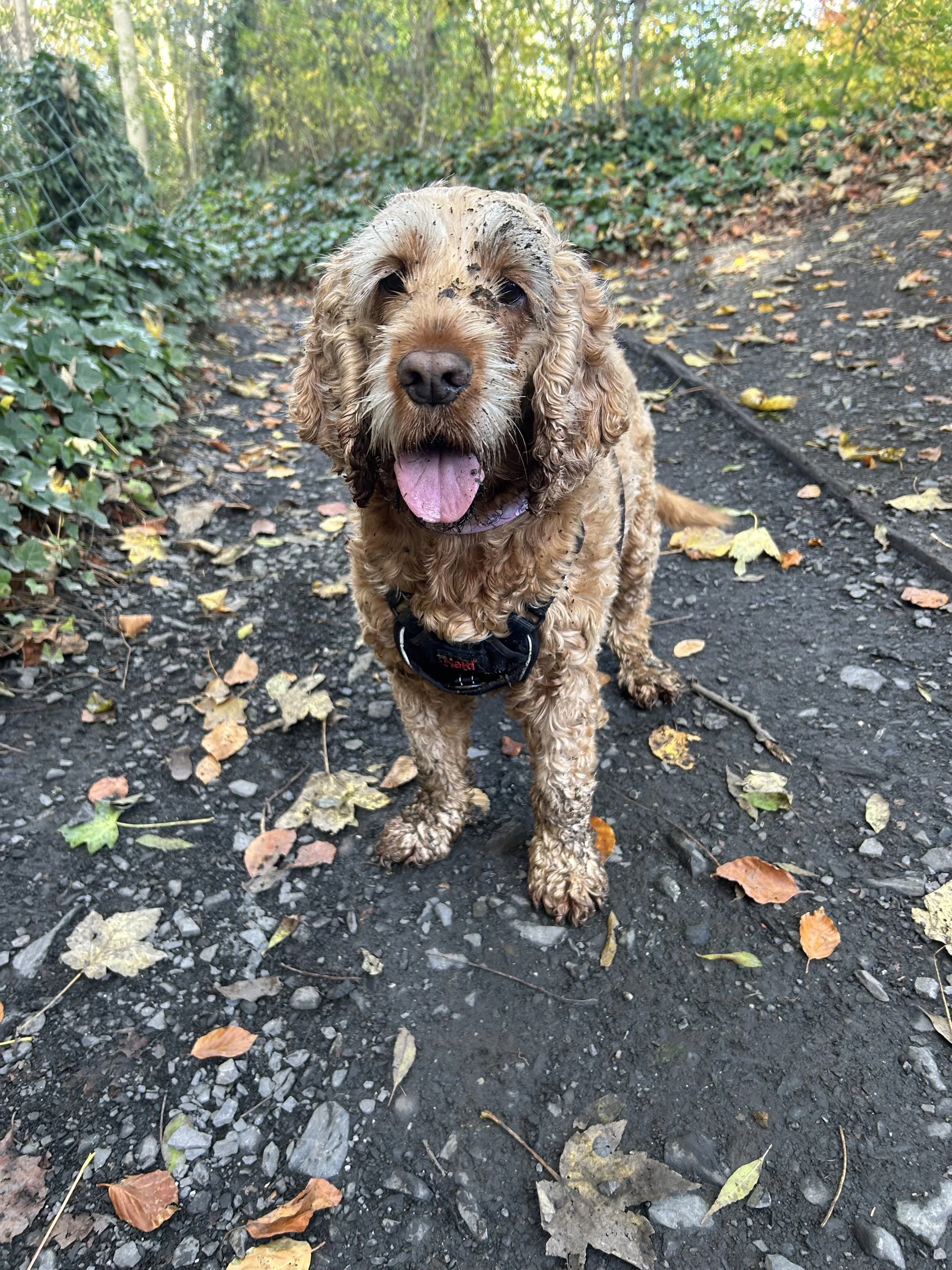 A happy, muddy Cocker Spaniel dog standing on a dirt trail with fallen autumn leaves, surrounded by green trees and bushes.