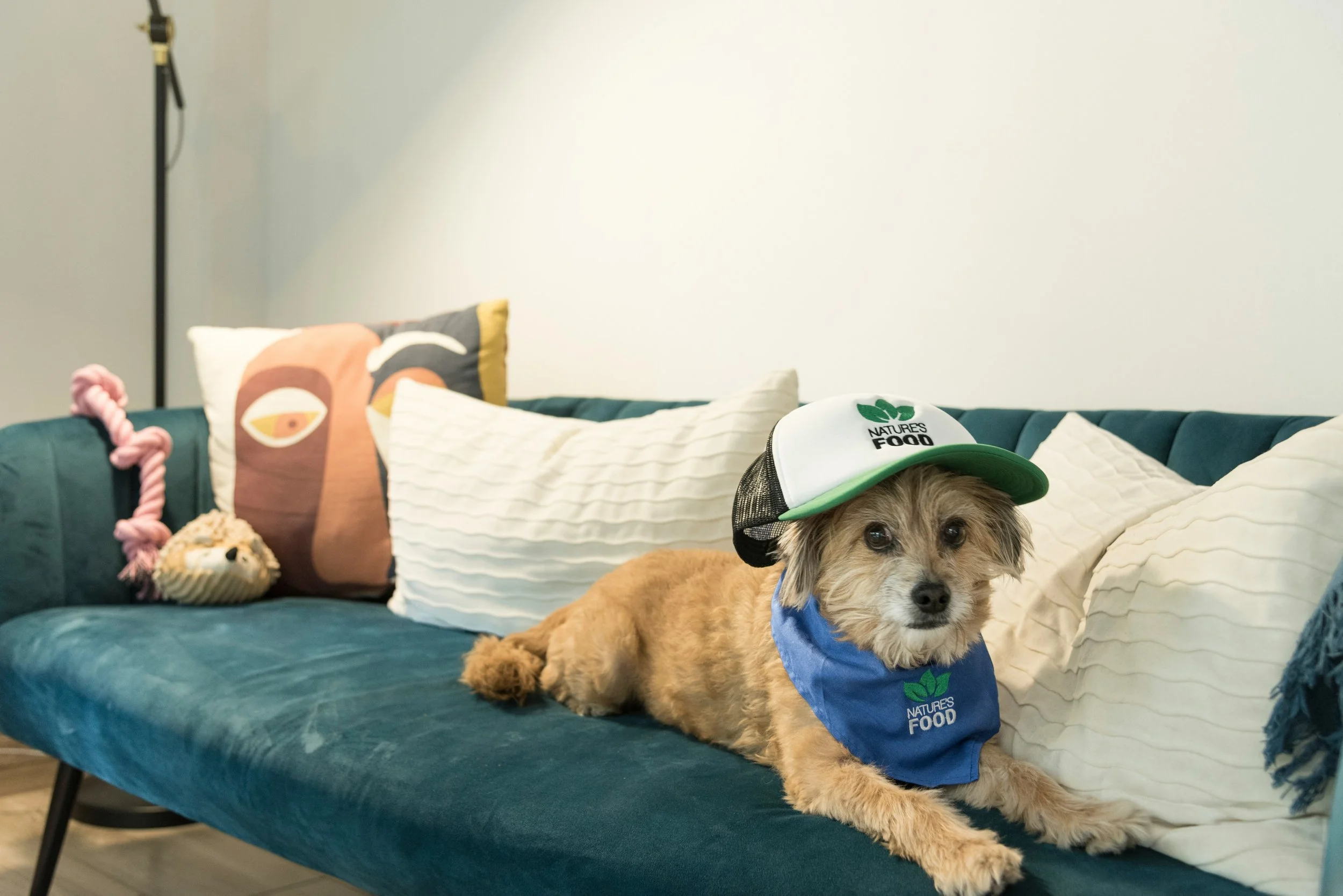 A small brown dog with a blue scarf and a cap with 'Natures Food' logo lounging on a teal sofa, surrounded by white and patterned pillows, in a living room.