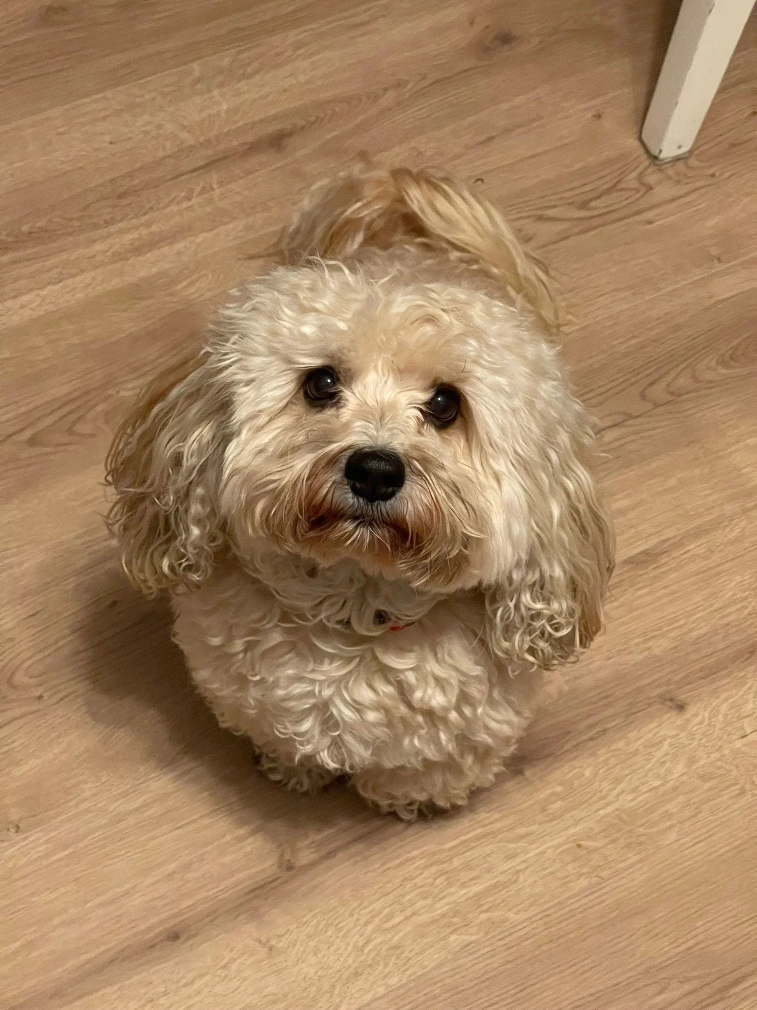 A small, curly-haired dog with tan and cream fur sitting on a wooden floor, looking up at the camera.