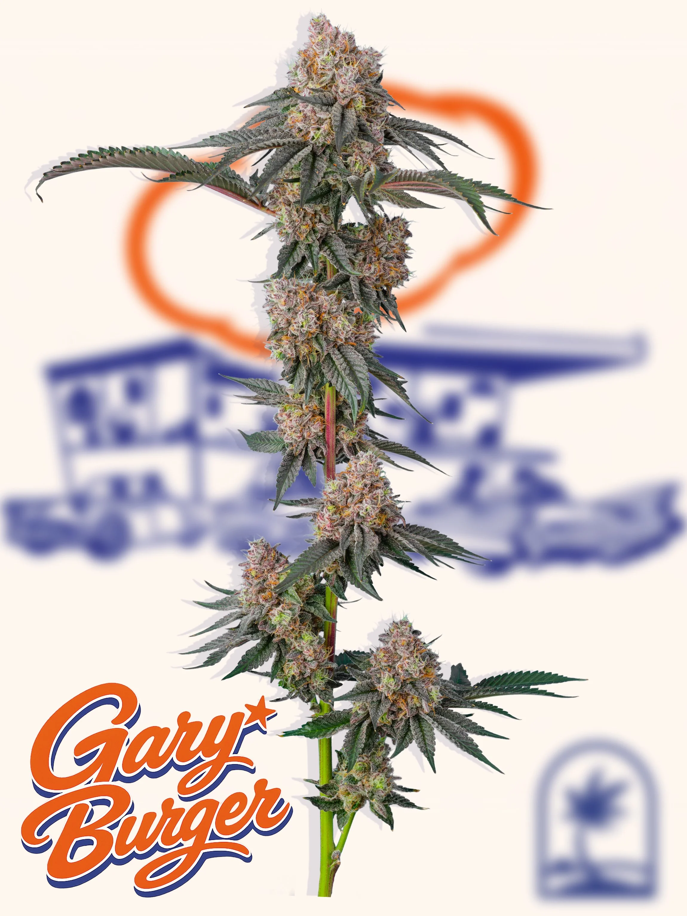 Gary Burger strain