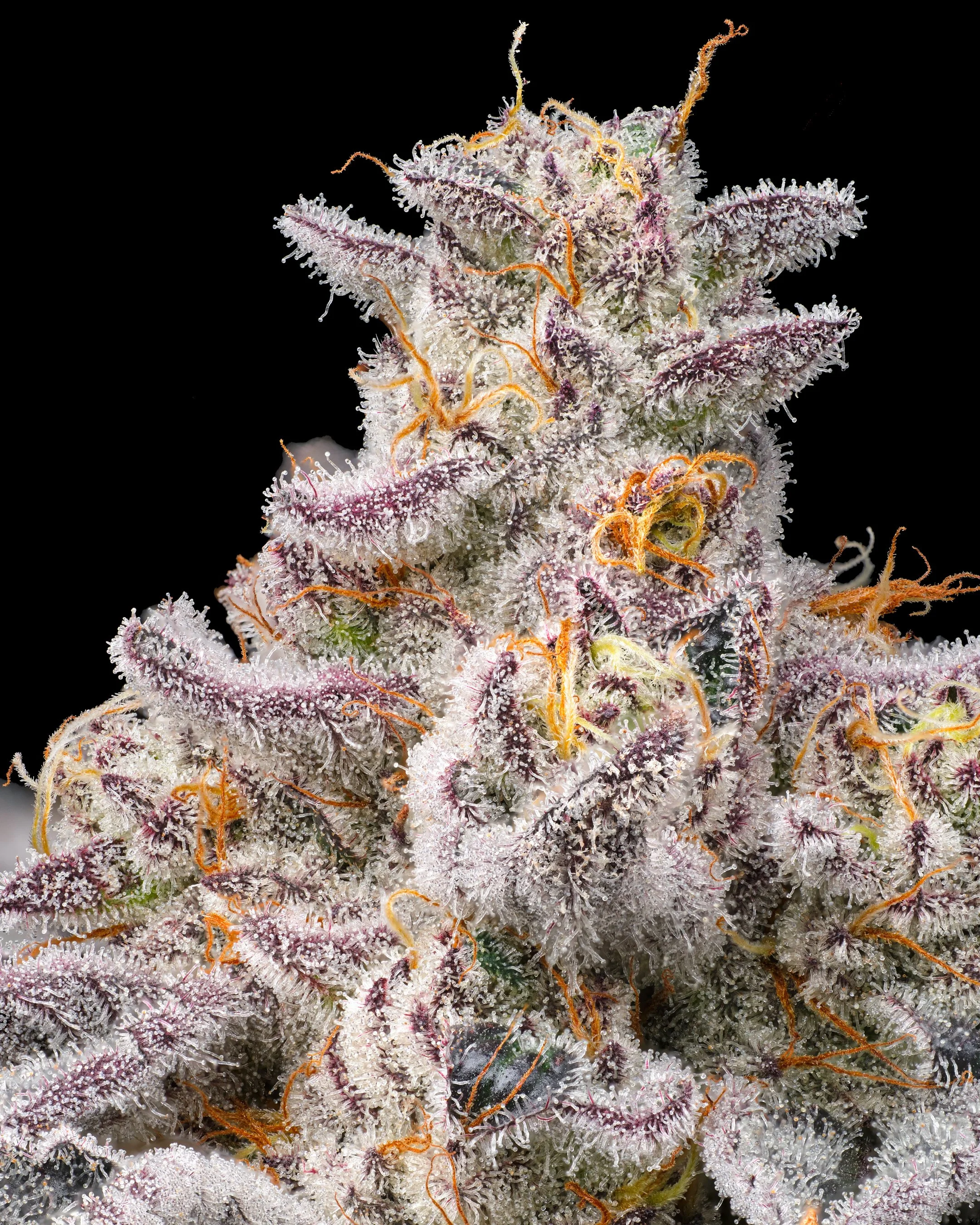 cannabis macro trichome