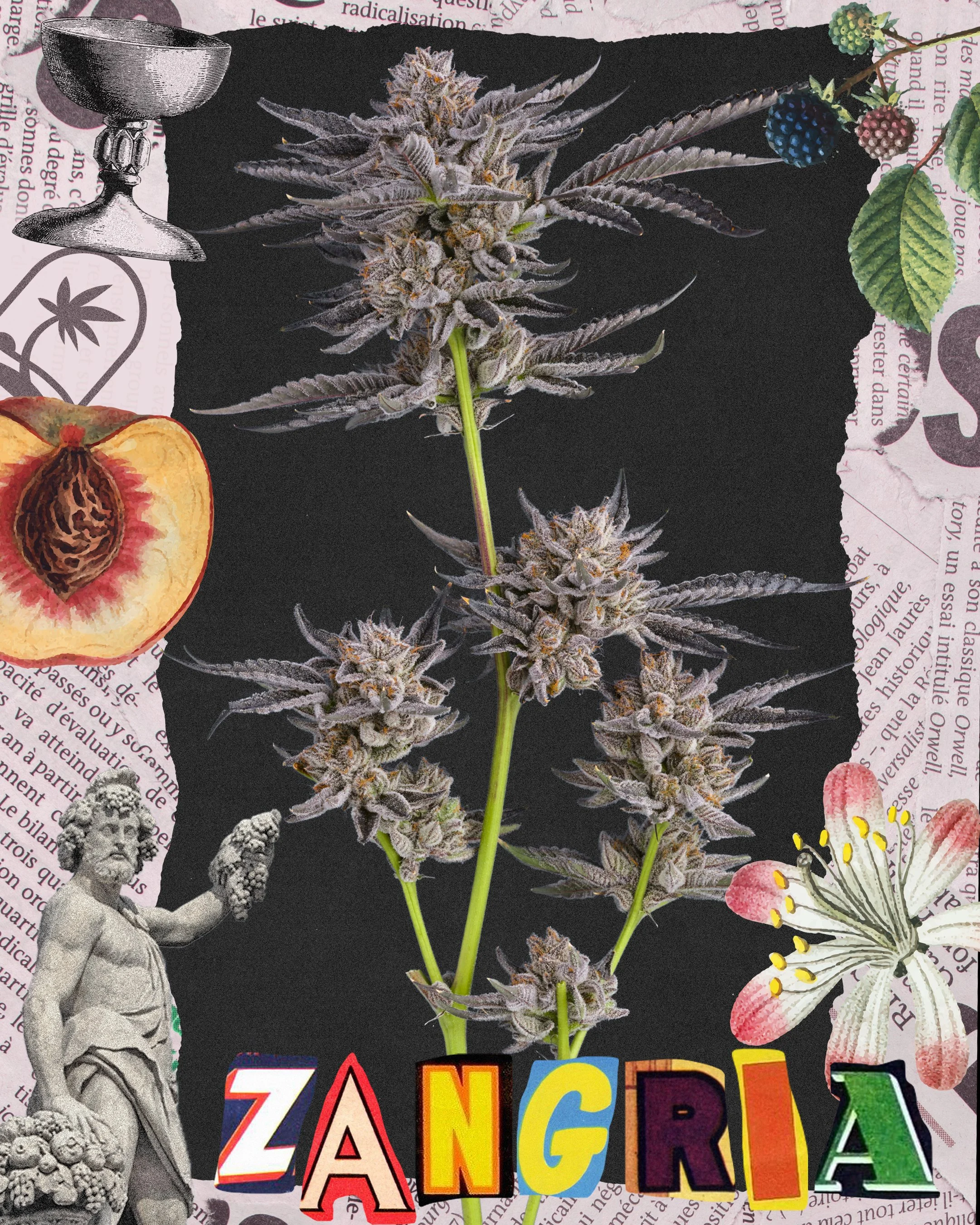 collage of Zangria strain FiyaFarmer