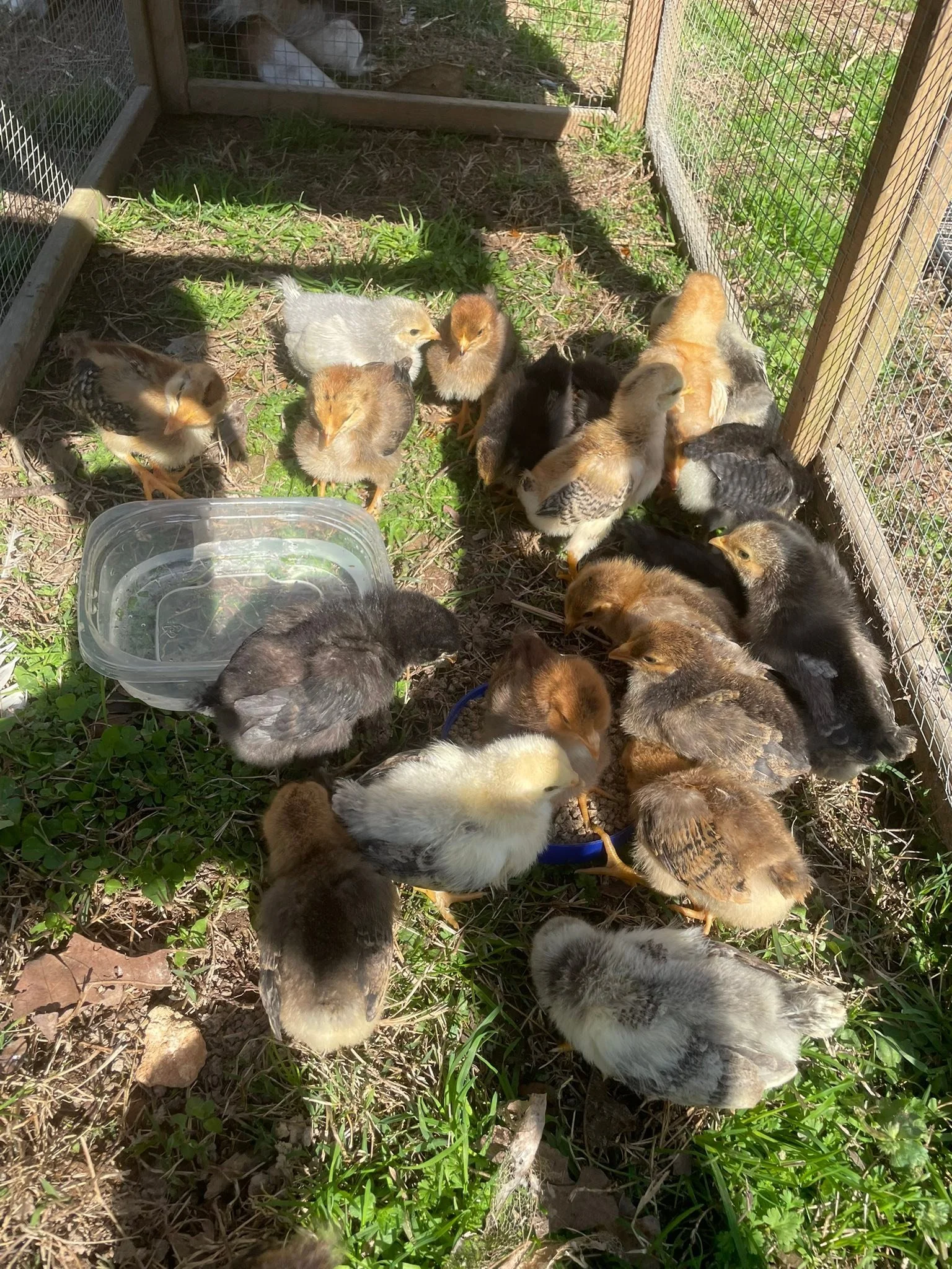 Chi Farms babies 10 days old and groin like weeds.