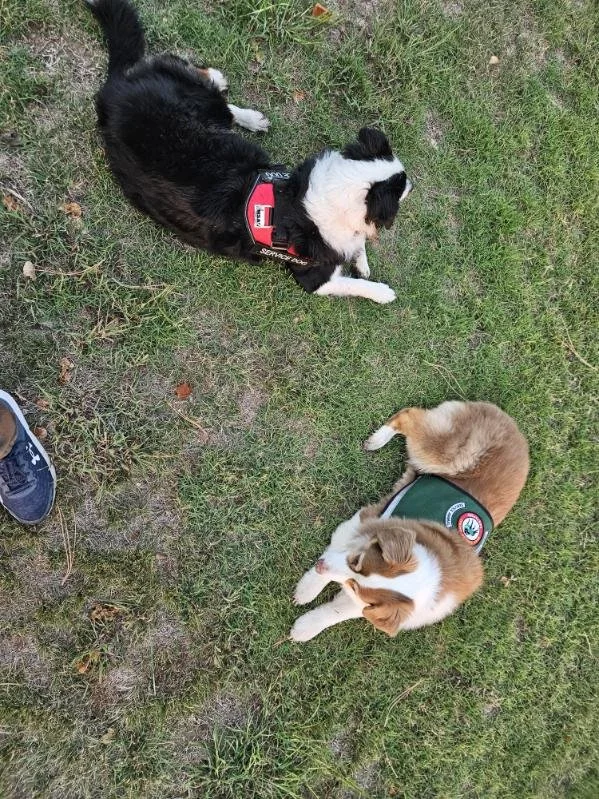 Two dogs sitting on grass; one is a black and white Border Collie with a red harness, the other is an orange and white puppy with a green vest.