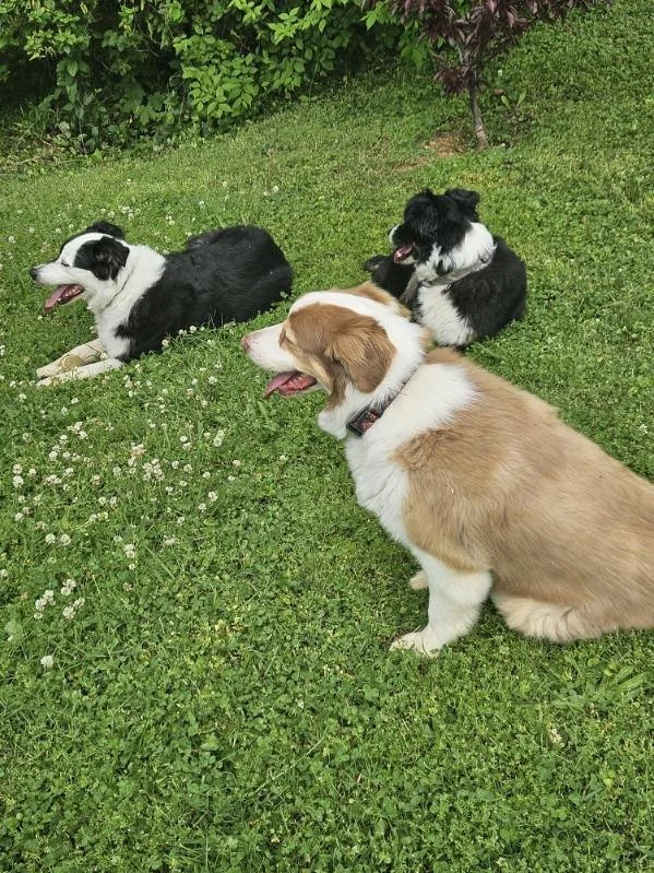 Three dogs, two black and white and one light brown with white, are sitting on a grassy lawn with small white flowers, facing the same direction.