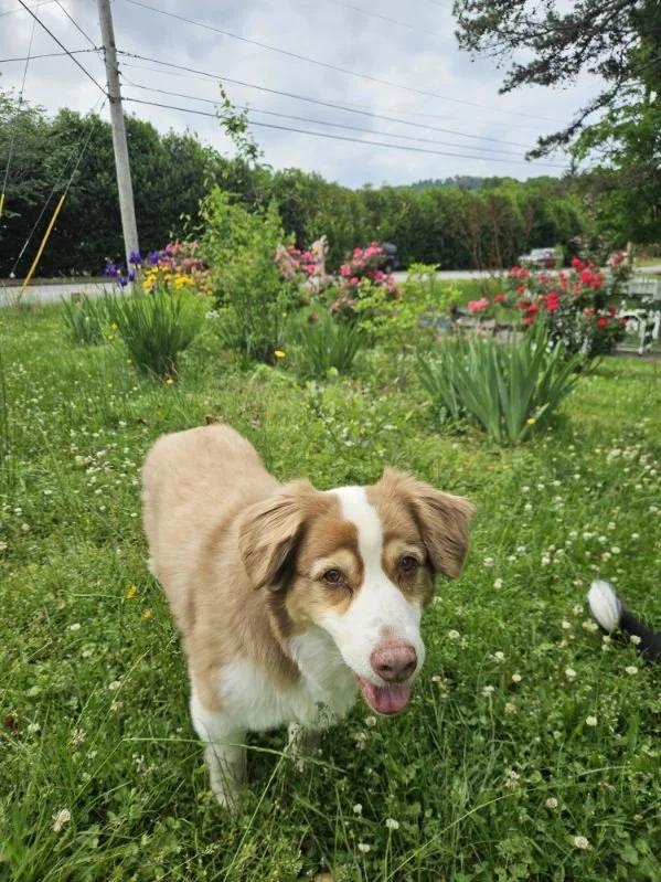A brown and white dog standing in a garden with green grass, colorful flowers, and trees in the background.