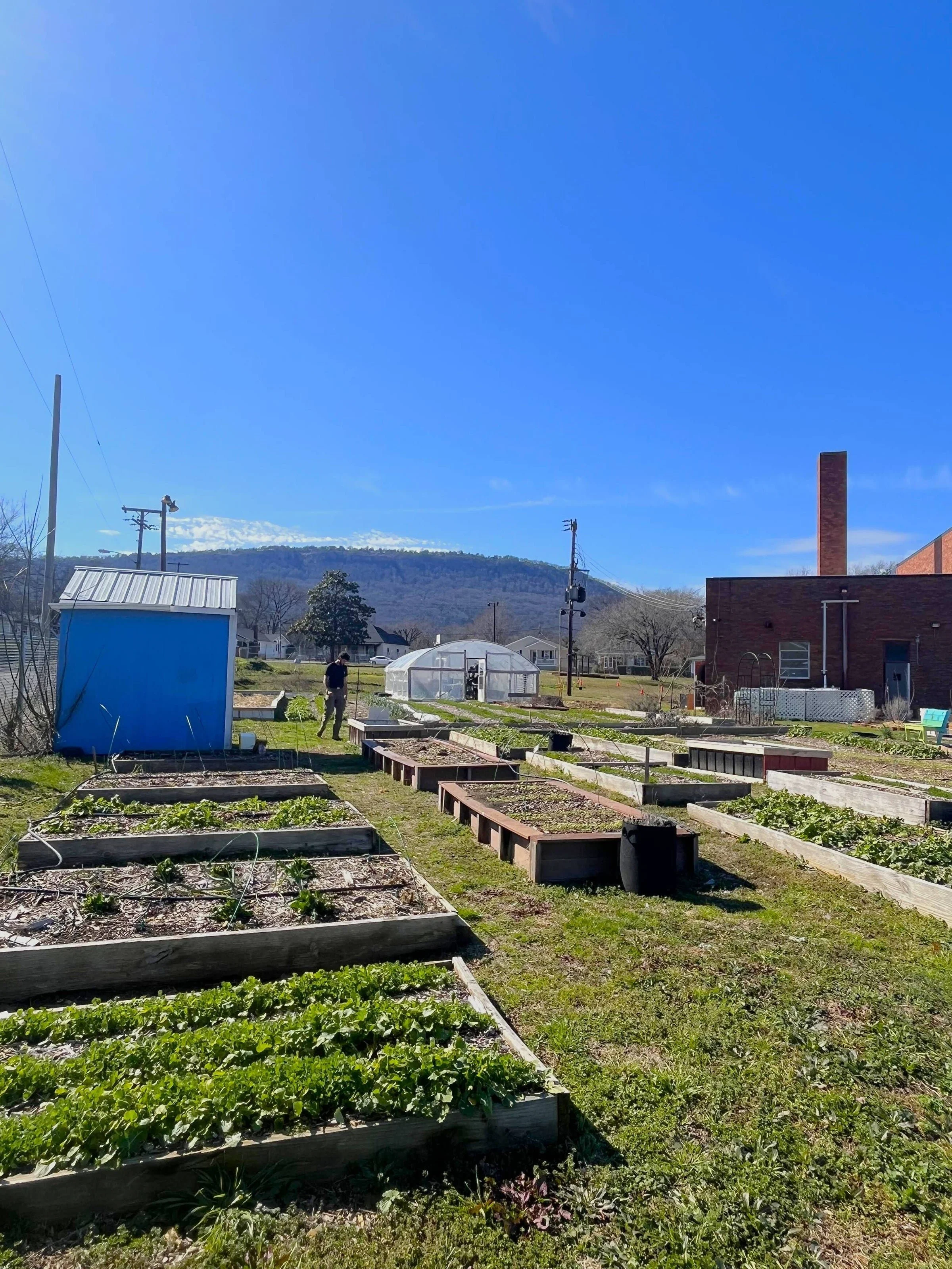 Community garden with raised beds filled with plants, a person walking, and a greenhouse under a blue sky with mountains in the background.