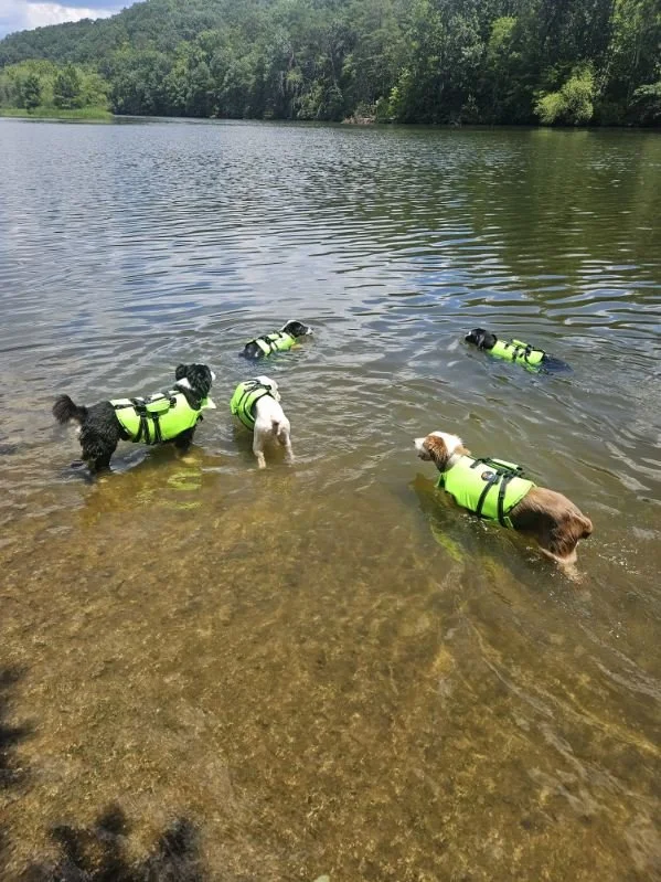 Five dogs in green life jackets standing in shallow water at the edge of a lake with a wooded shoreline in the background.