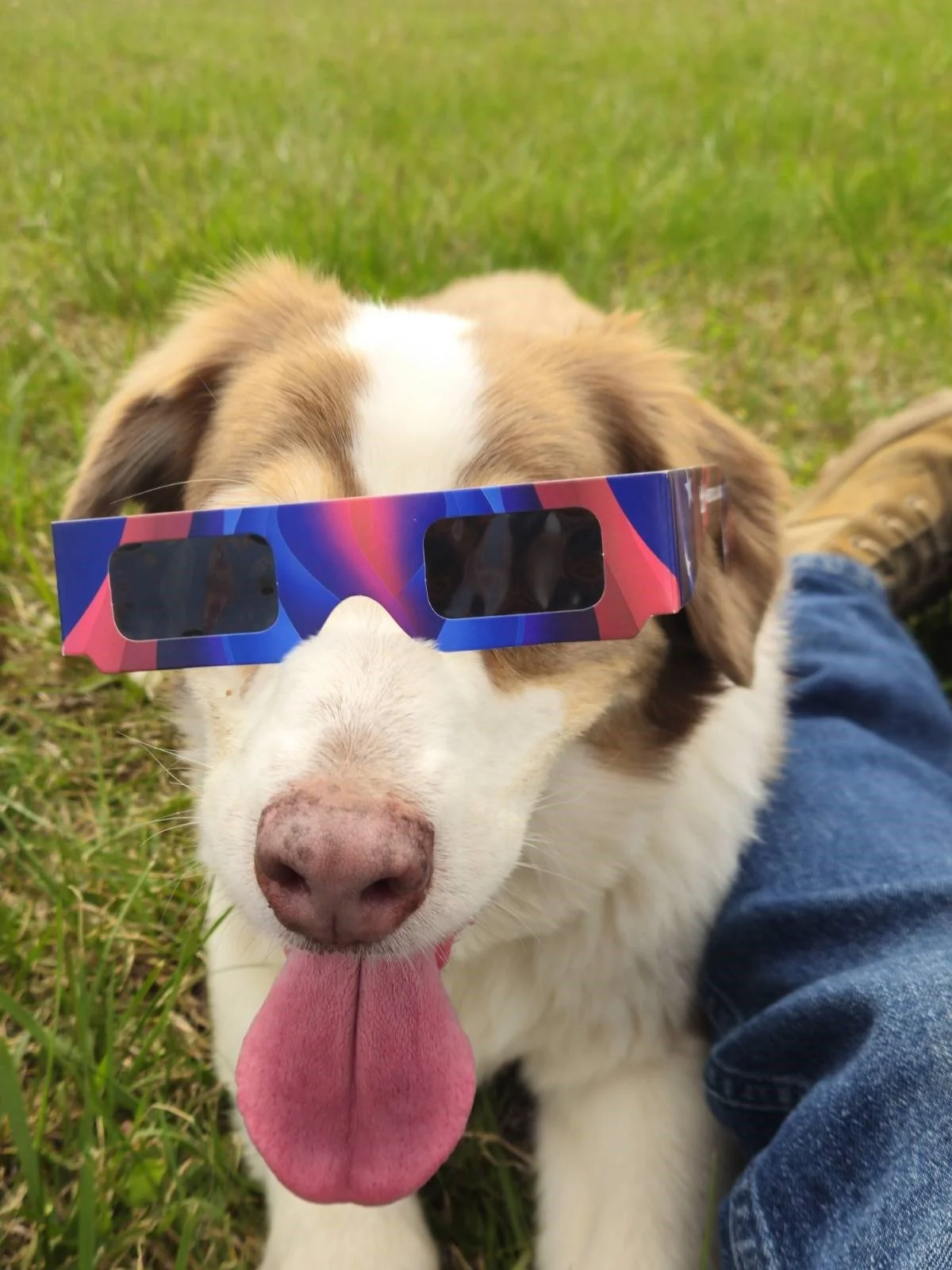 A cute dog with a brown and white coat, wearing colorful 3D glasses, sticking out its pink tongue, lying on grass next to a person's leg.