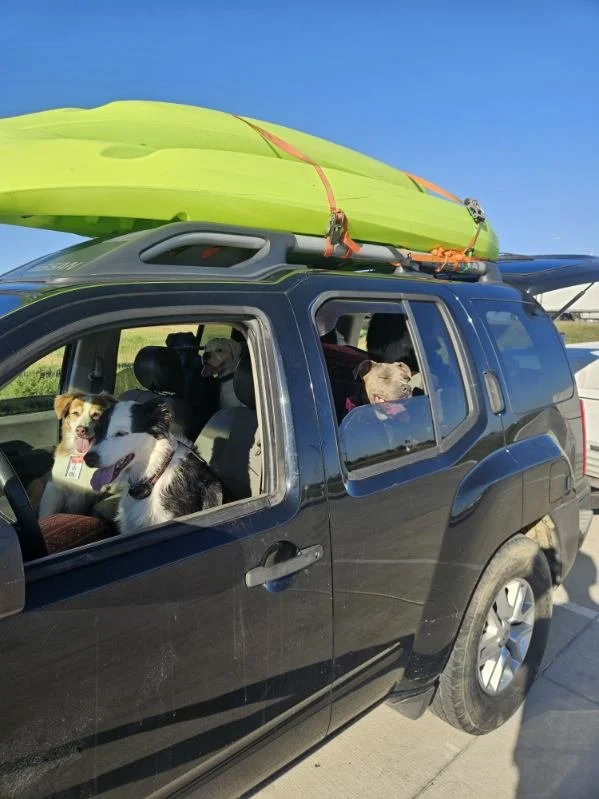Black SUV with a kayak strapped to the roof, parked outdoors. Four dogs are inside the vehicle, visible through the open windows.
