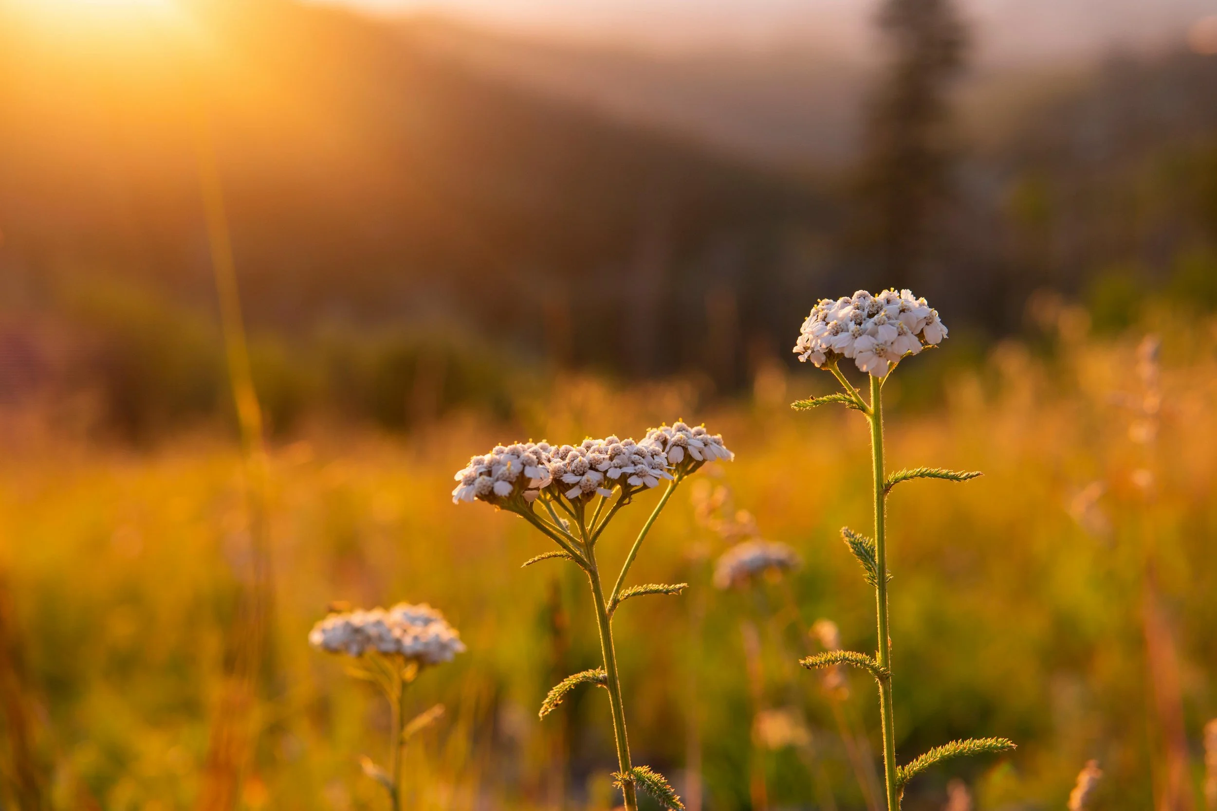 yarrow plant
