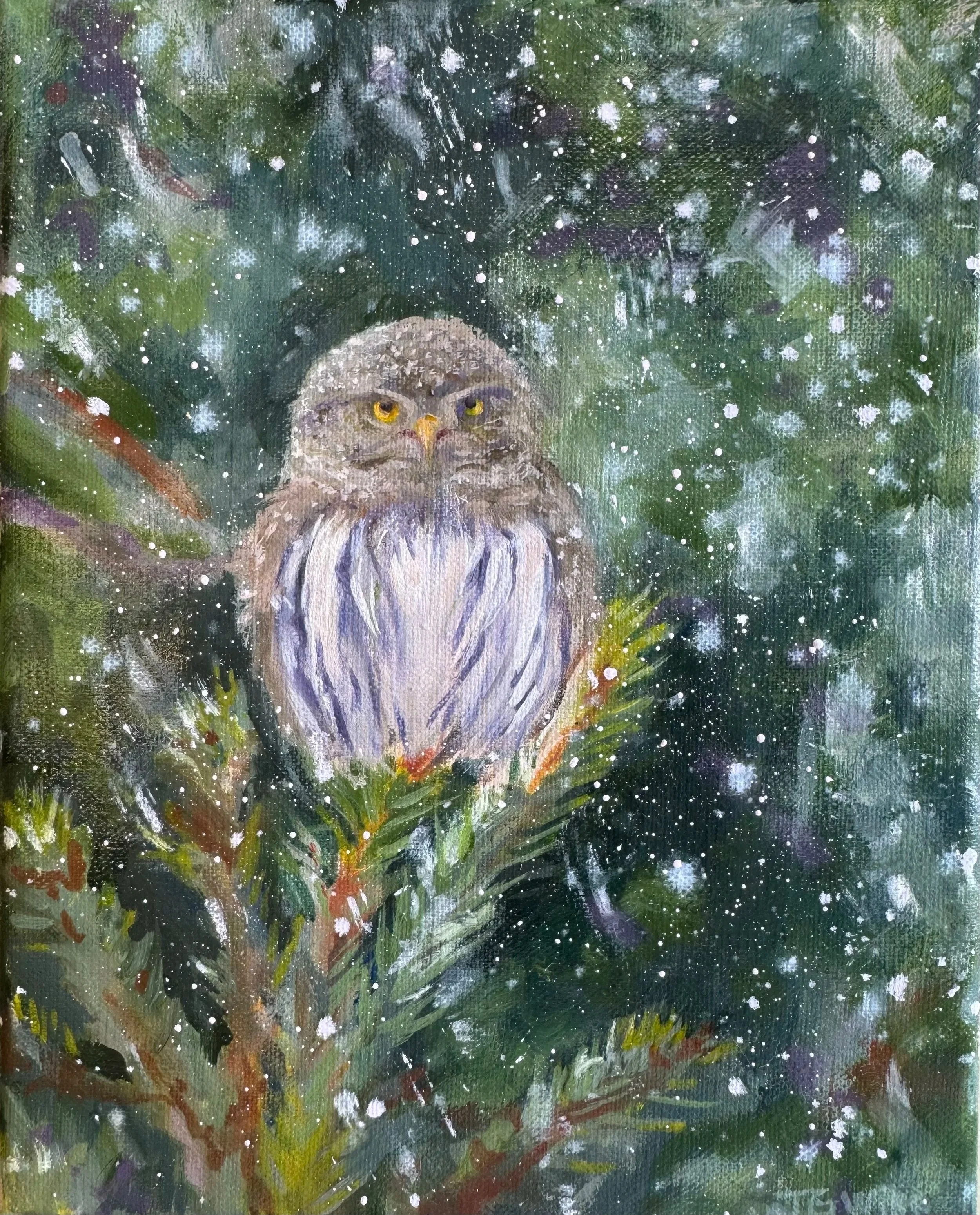 "Northern Pygmy Owl" oil on canvas