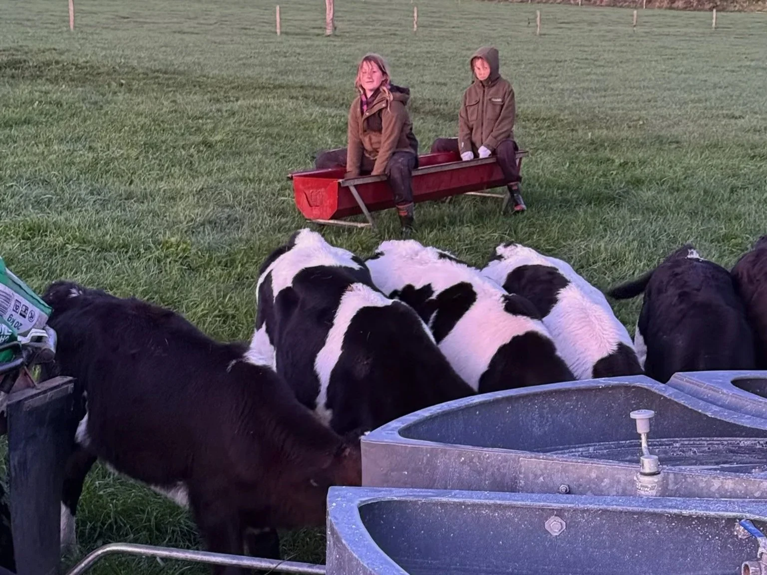 Payne Livestock & Auctioneers | Children feeding fresian calves on milk caffeteria in Taranaki.