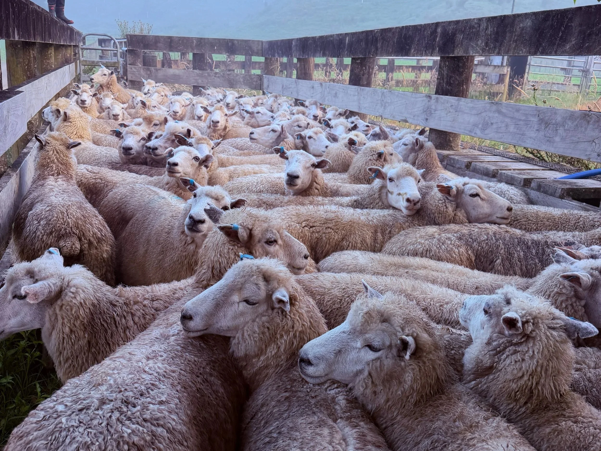 Payne Livestock & Auctioneers | Mob of sheep in yards in Taranaki.
