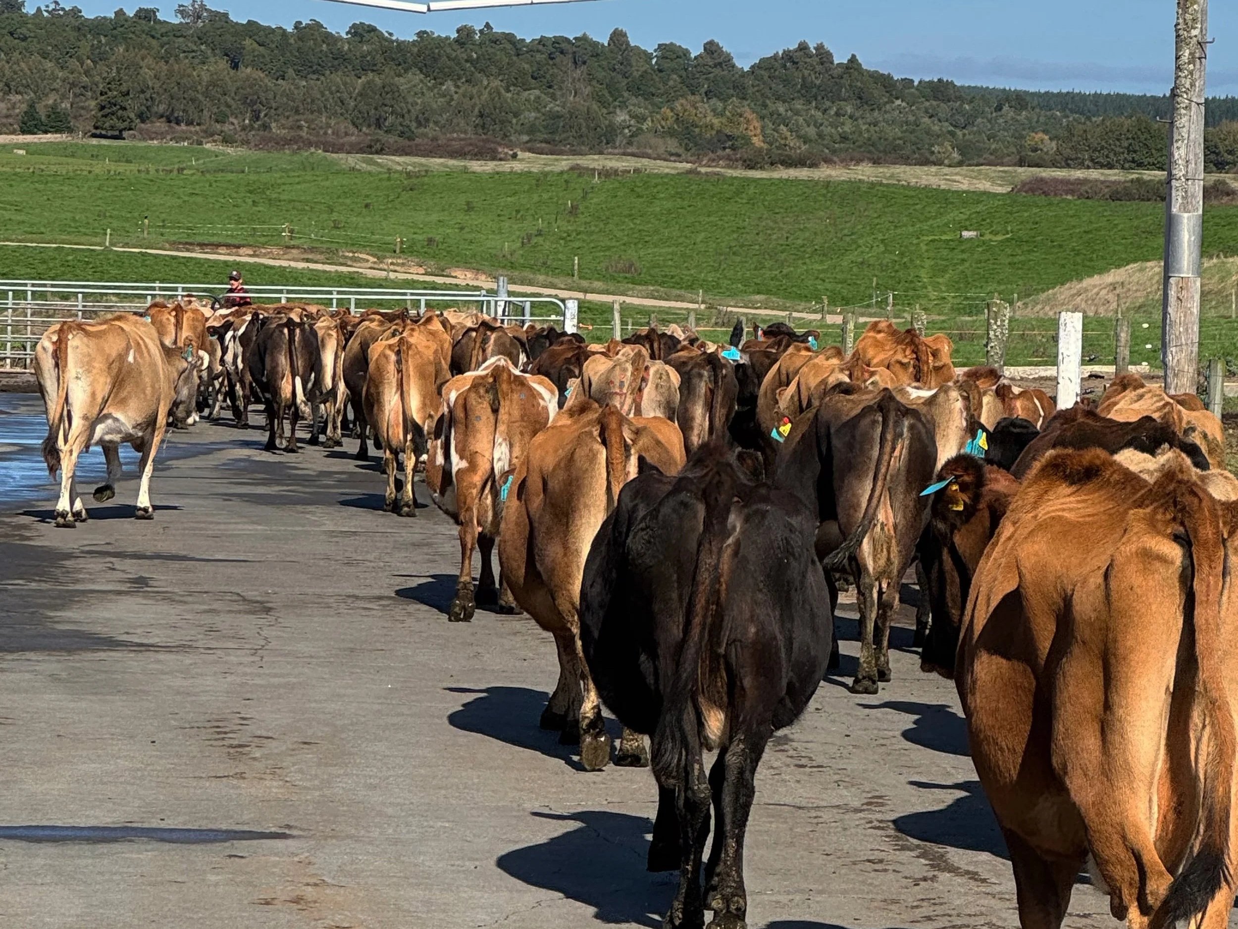 Payne Livestock & Auctioneers | Jersey cows walking out of the milk shed back to the paddock in Taranaki.