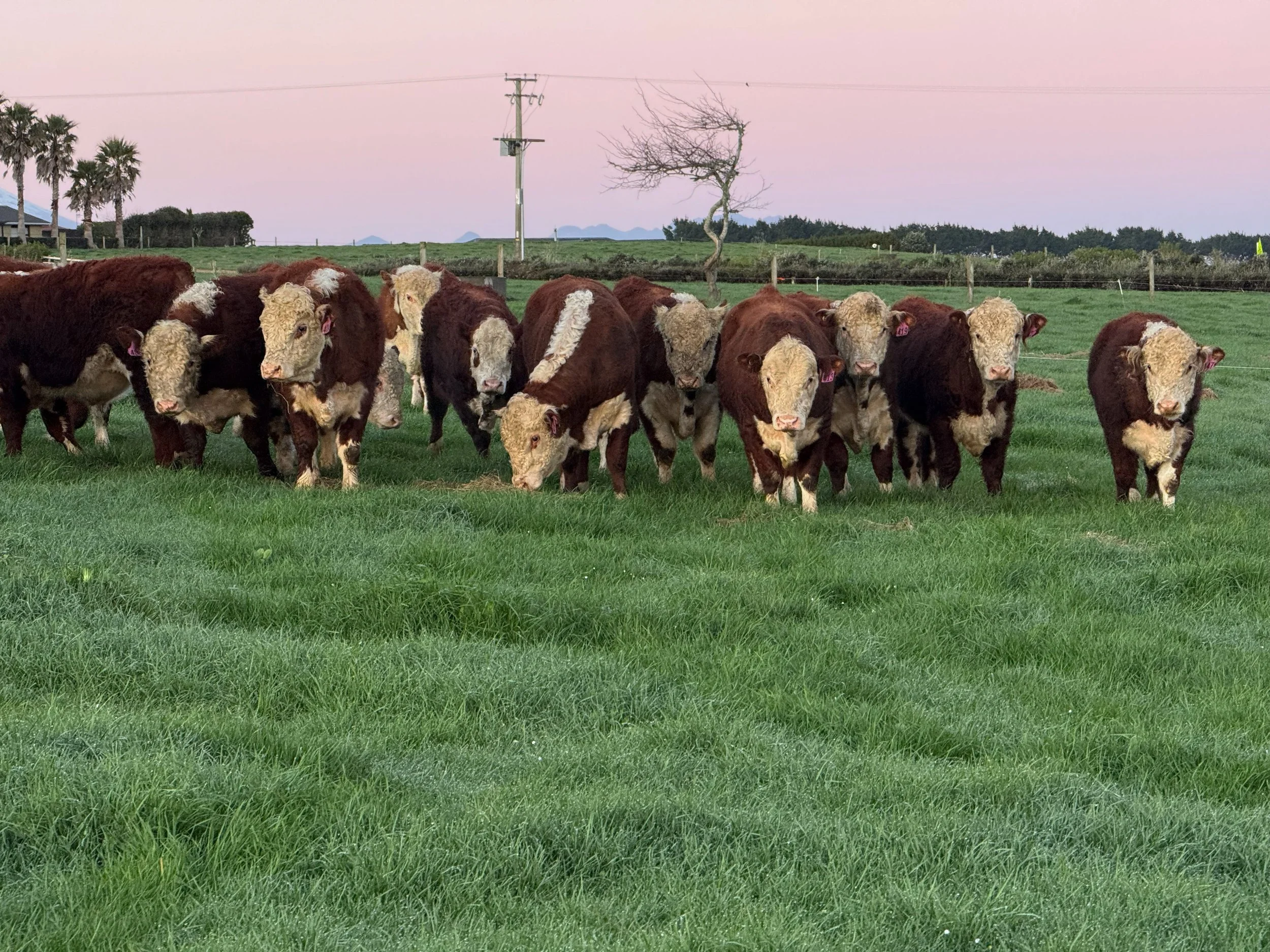 Payne Livestock & Auctioneers | Hereford beef cows at sunrise in paddock, in Taranaki.
