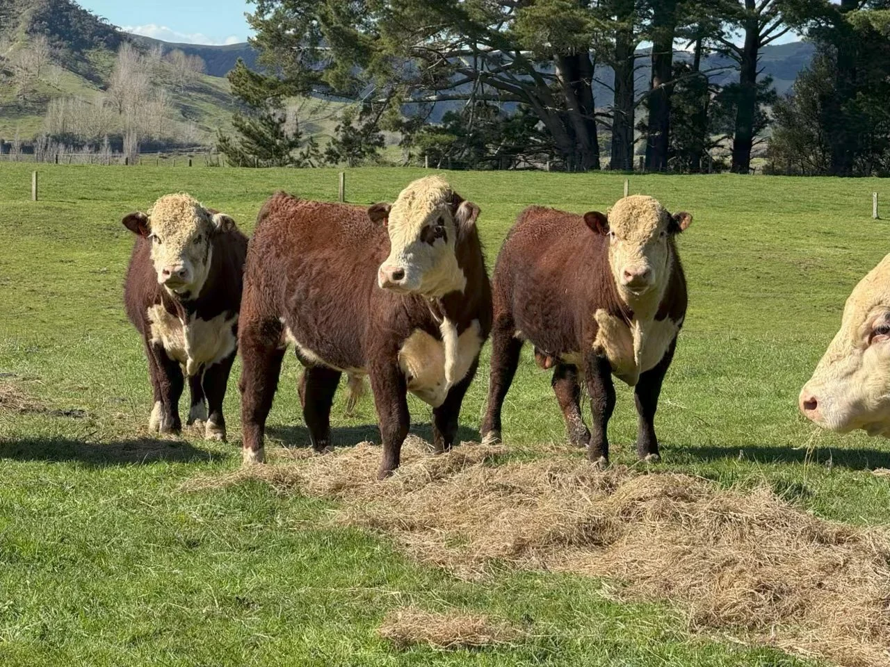 Payne Livestock & Auctioneers |  Hereford beef cows grazing on green grass on farm in Taranaki.