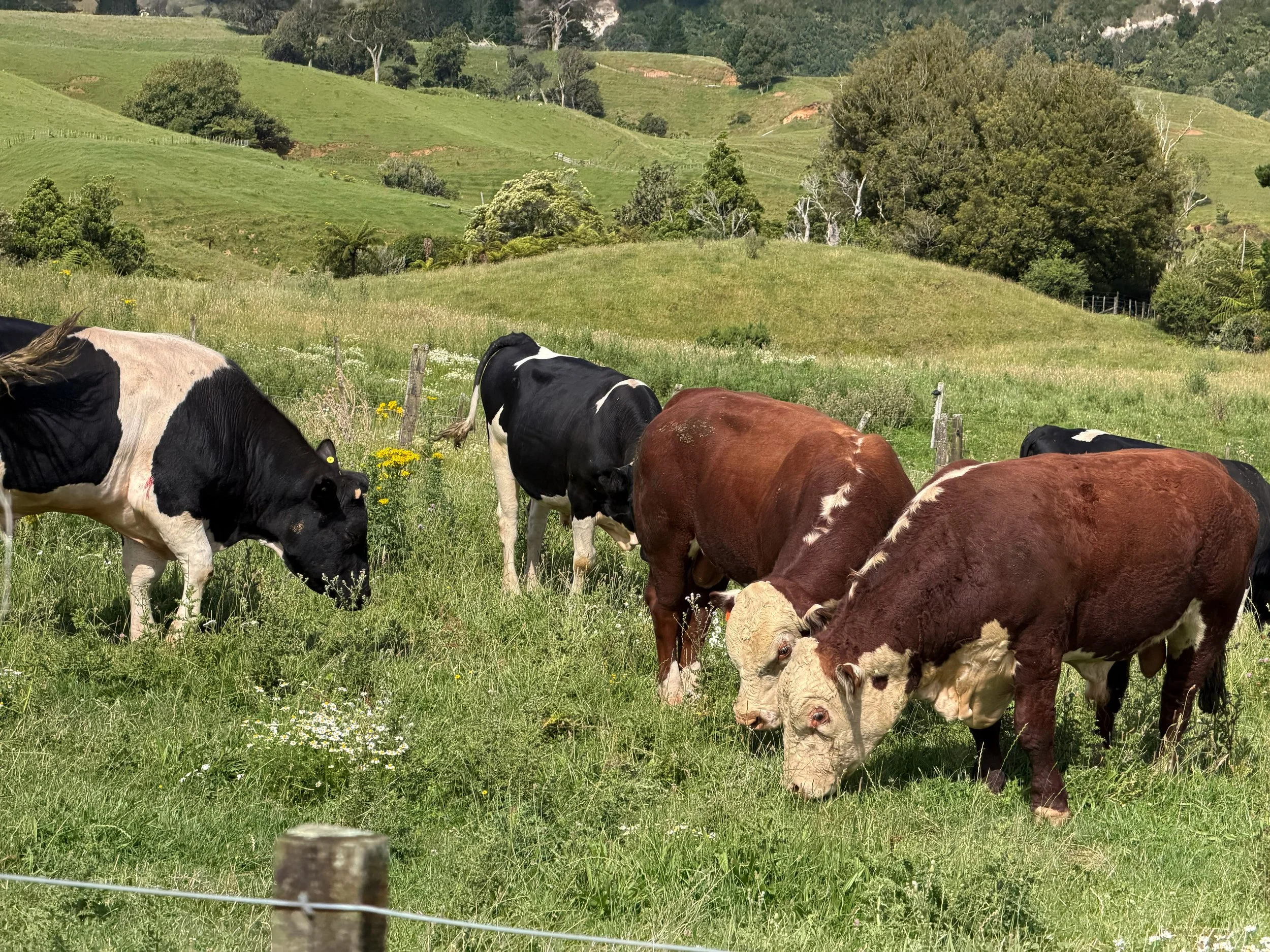 Payne Livestock & Auctioneers | Hereford & Friesian cows grazing in Taranaki.