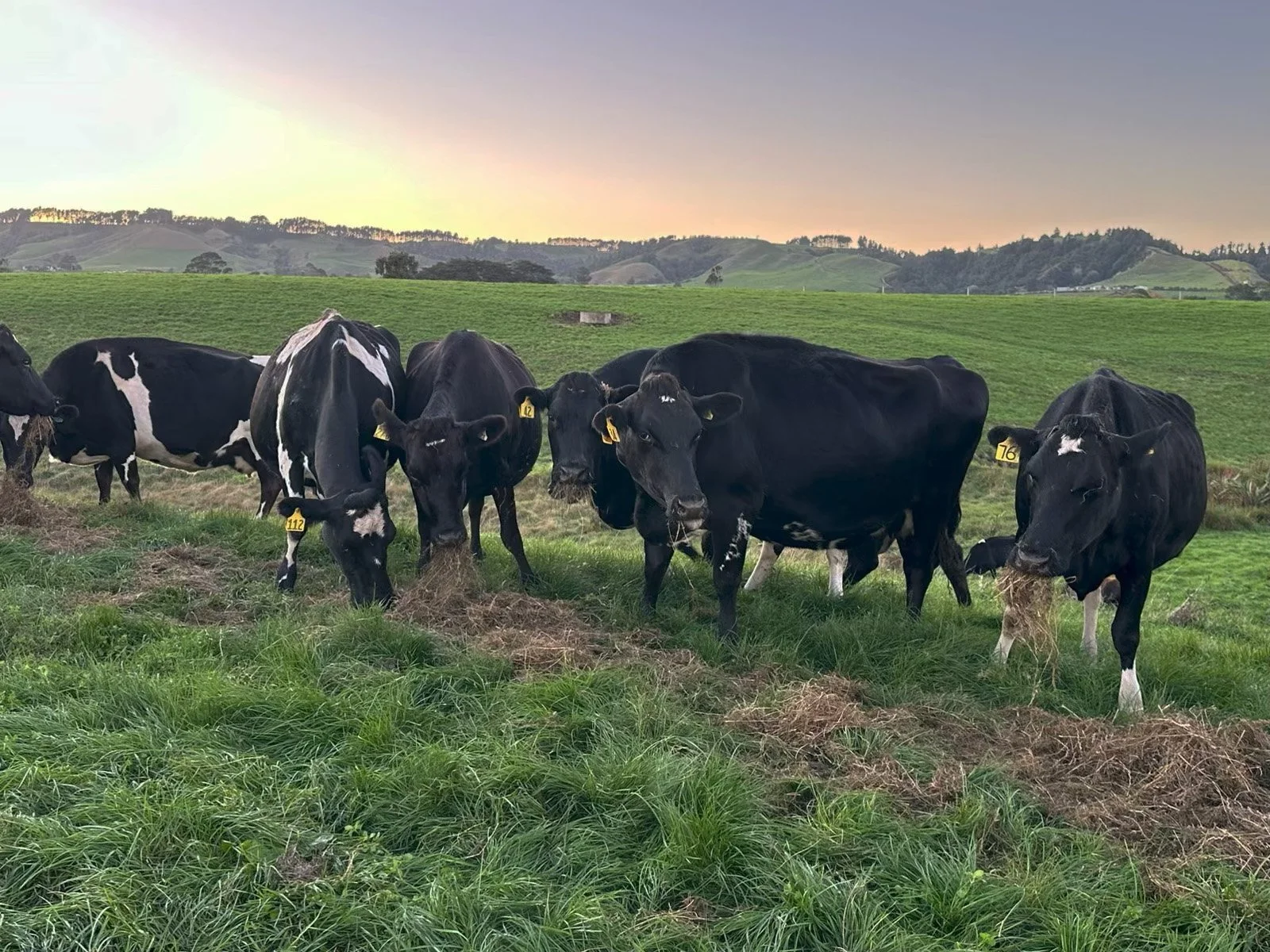 Payne Livestock & Auctioneers | Mob of dairy cows grazing in the paddock in Taranaki.