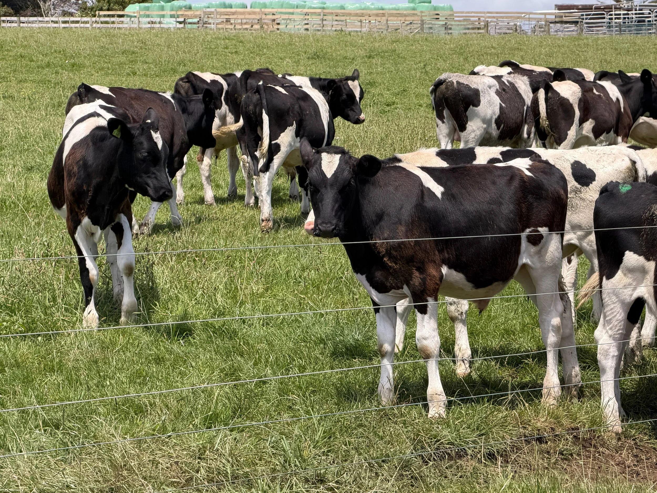 Payne Livestock & Auctioneers | Friesian cows in paddock in Taranaki.