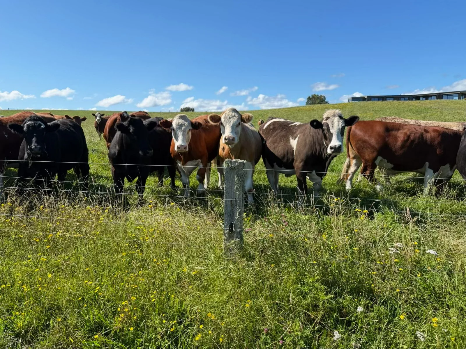 Payne Livestock & Auctioneers | Group of cows standing behind a wire fence on a sunny day in a grassy field with blue sky and some clouds.