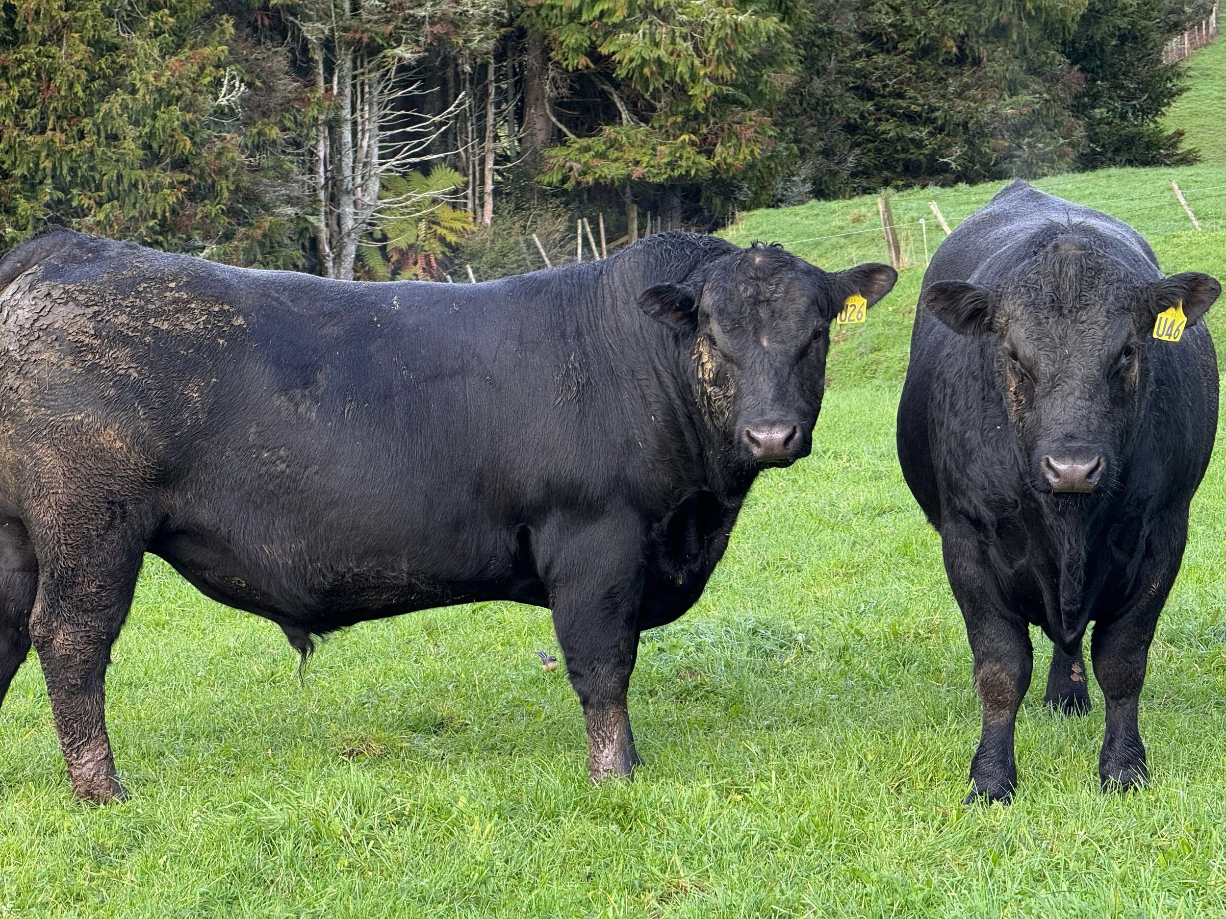 Payne Livestock & Auctioneers |  Two Black Angus Bulls in paddock in Taranaki.