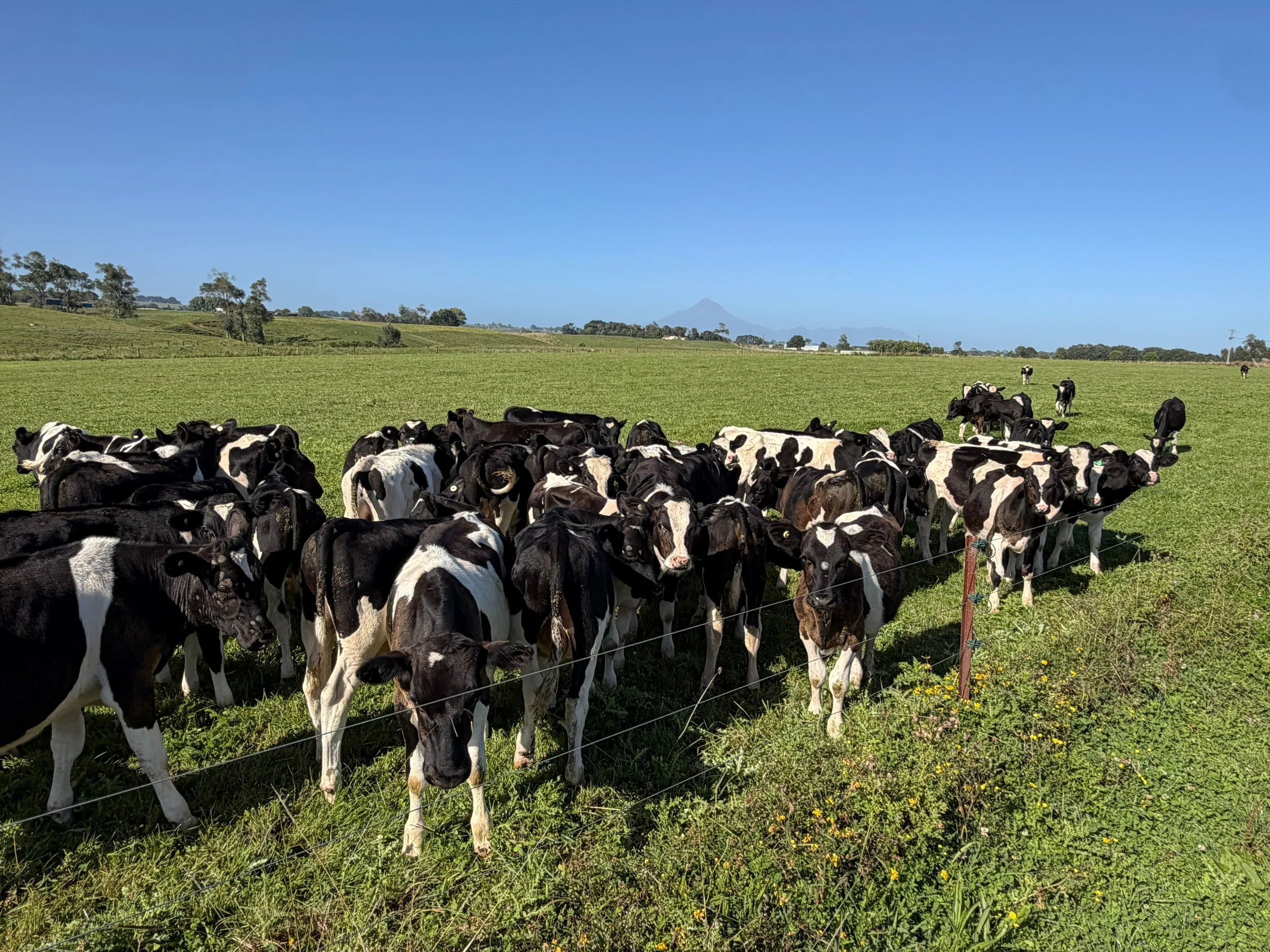 Payne Livestock & Auctioneers | Friesian cows grazing in the paddock in Taranaki.
