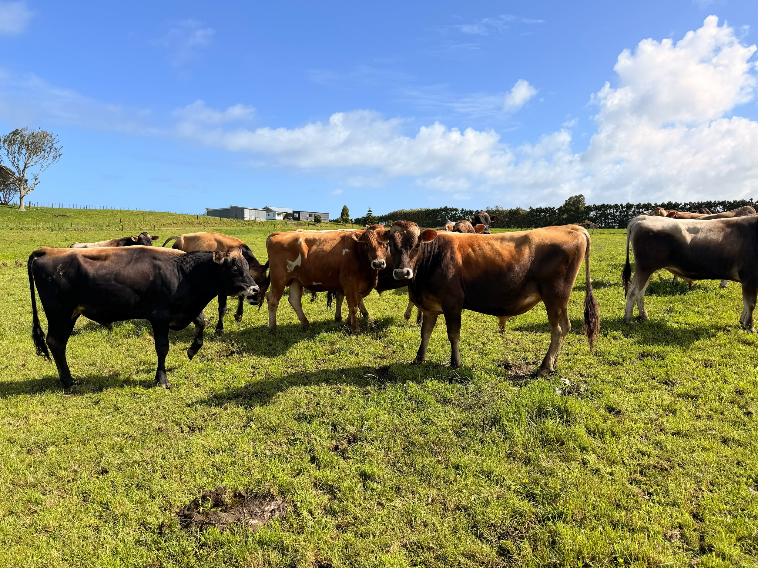 Payne Livestock & Auctioneers | Jersey cows in paddock in Taranaki.