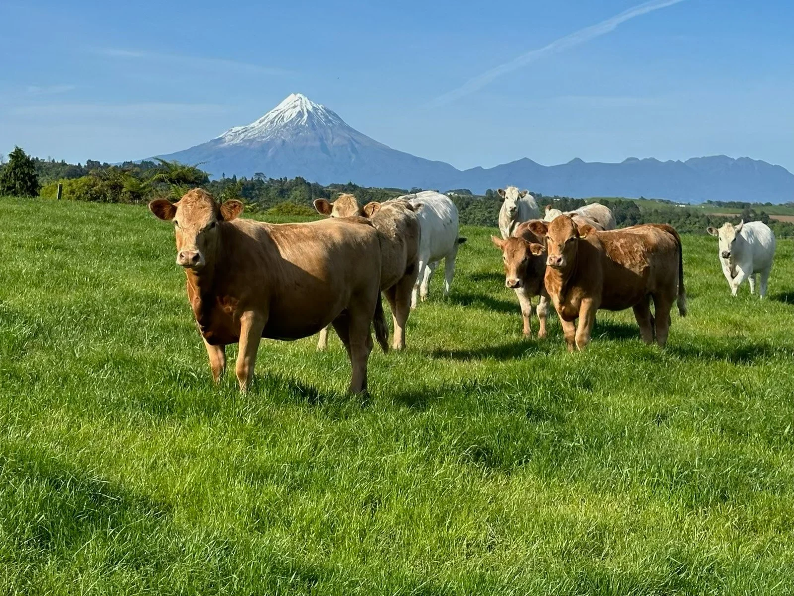 Payne Livestock & Auctioneers | Jersey cows grazing on a green field with Mount Taranaki in the background under a clear blue sky.