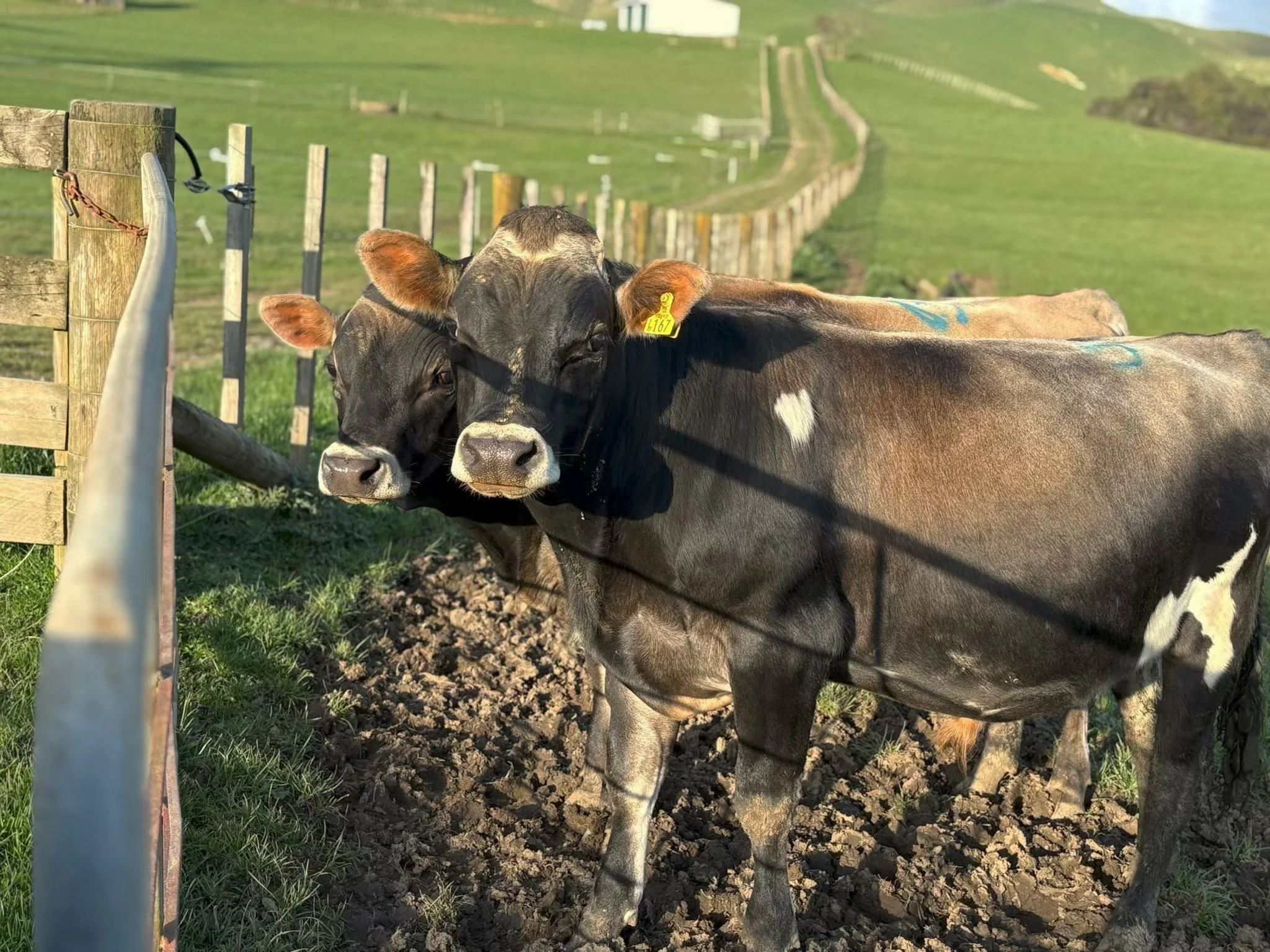 Payne Livestock & Auctioneers | Young Jersey Bulls.