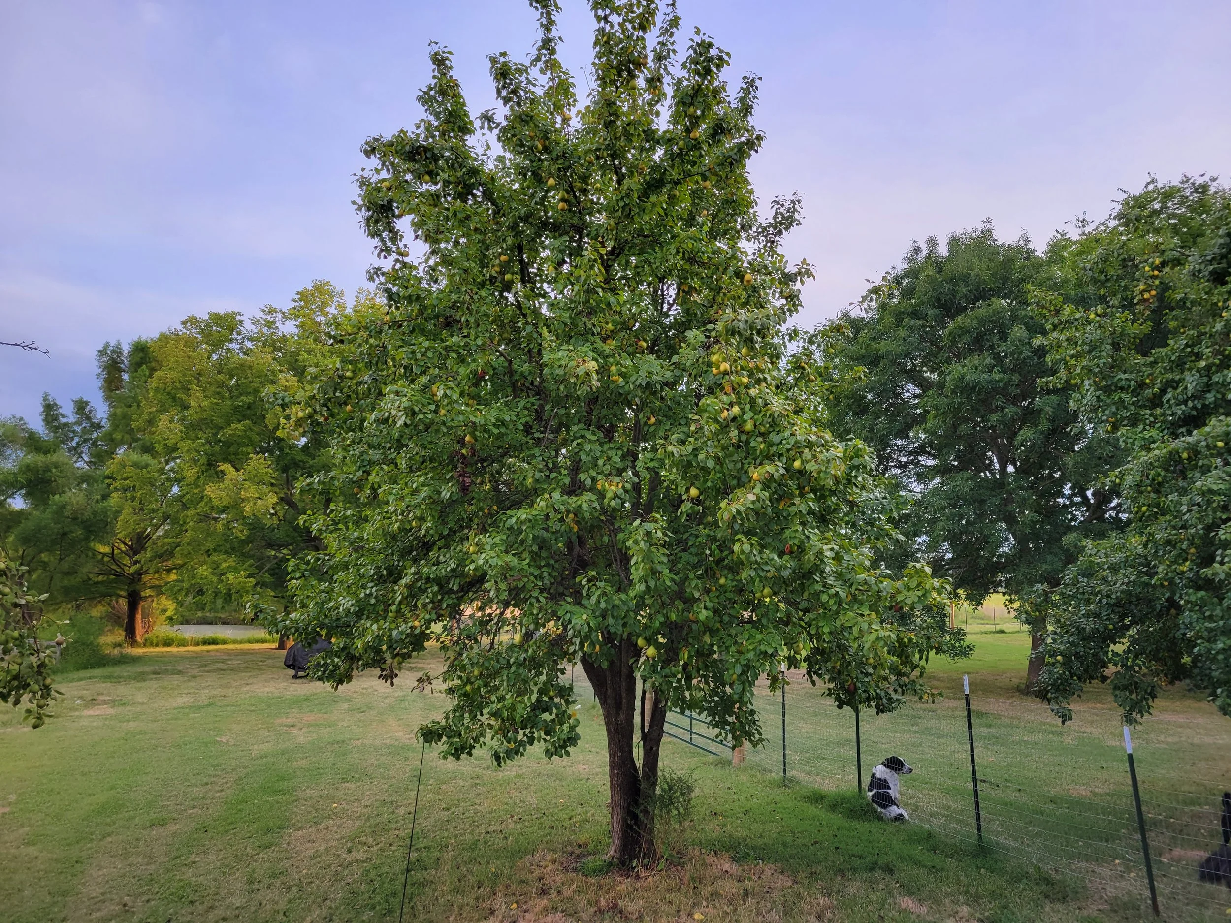 A lush green orchard with a prominent fruit tree in the center, surrounded by a wire fence, and black-and-white dogs sitting behind the fence on the right. The sky is partly cloudy with soft evening light.
