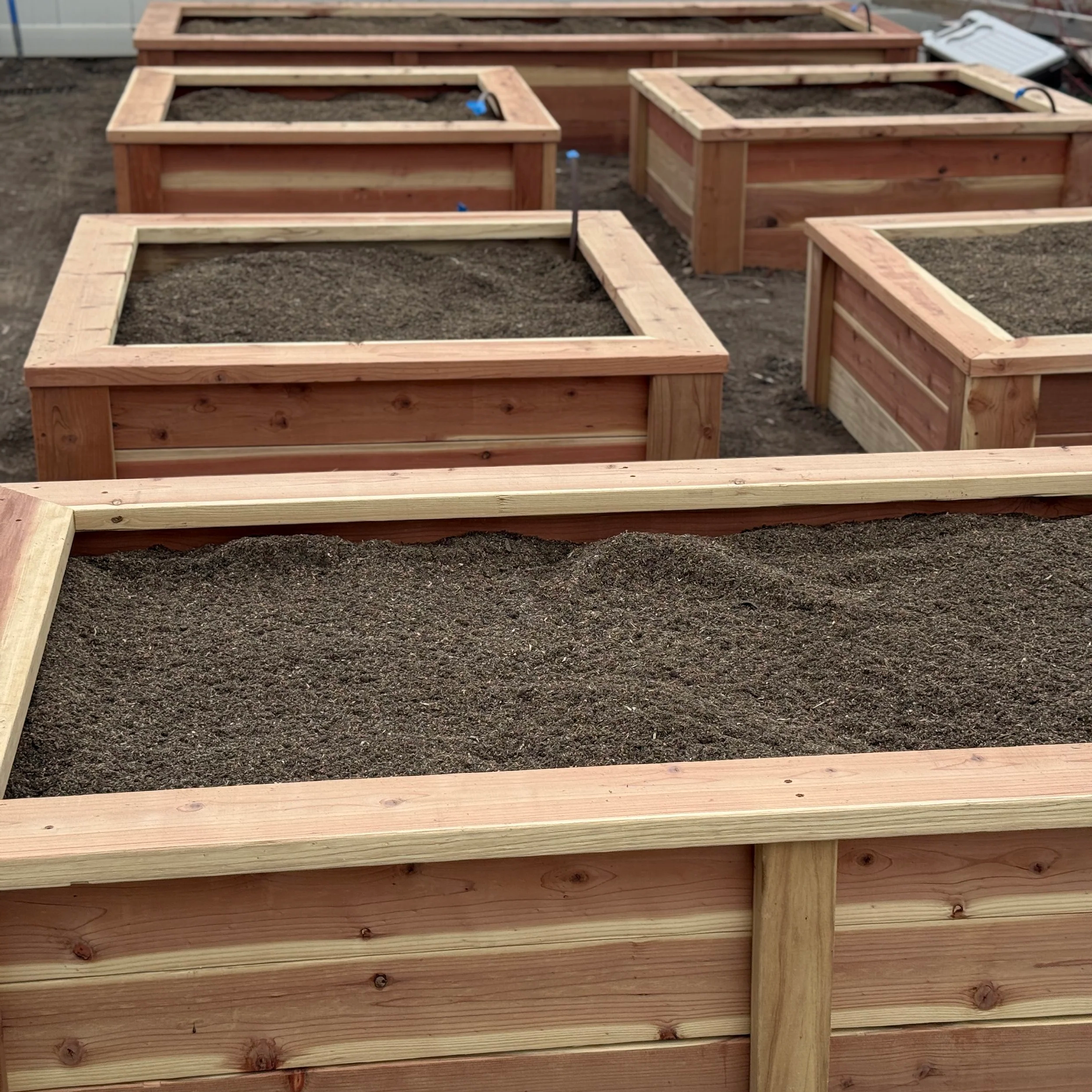 Multiple wooden raised garden beds filled with soil on a garden or outdoor area.