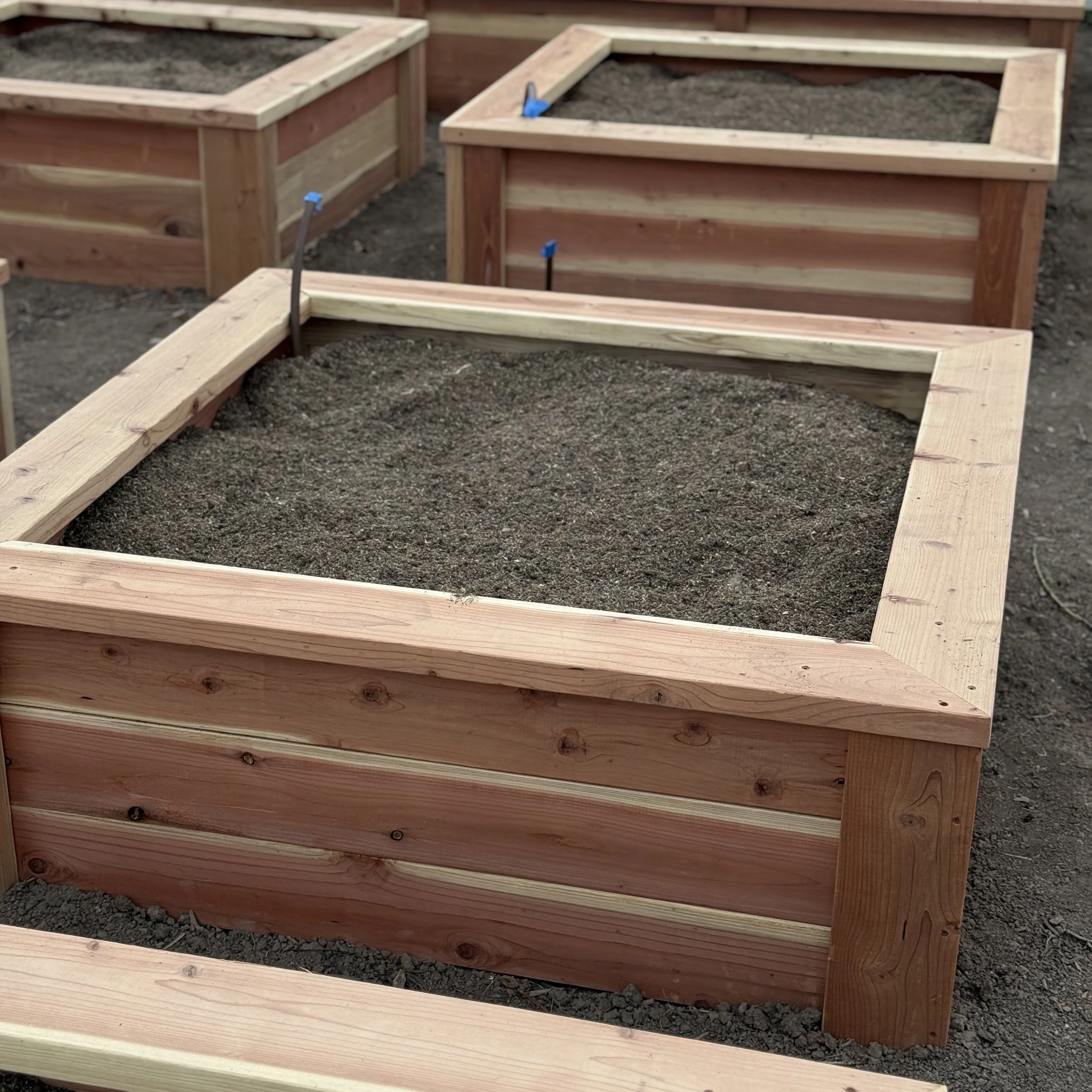 Empty wooden garden beds filled with soil, ready for planting.