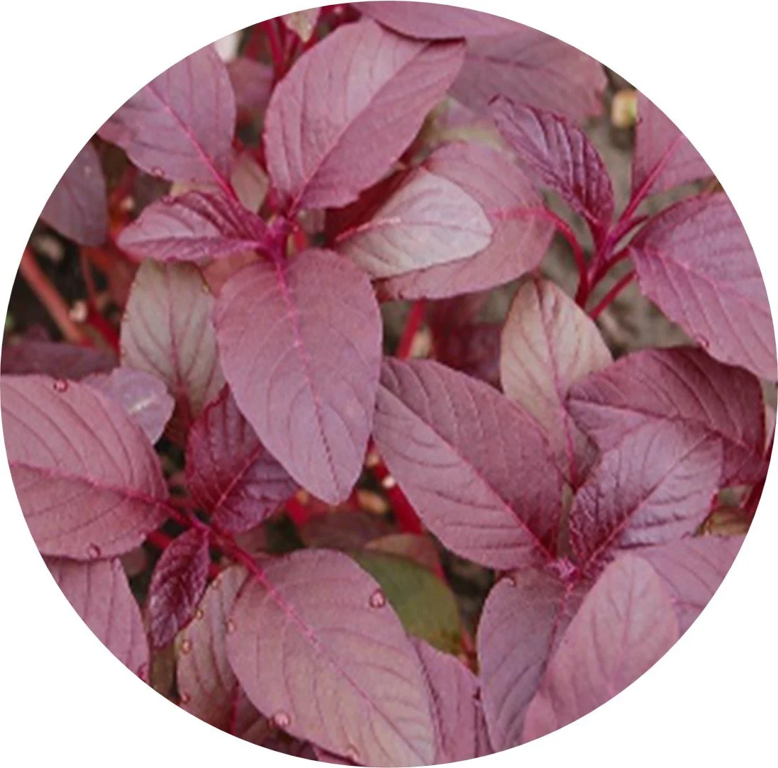 Red Amaranth / Red Spinach — Baby Leaf or Mature Leaf