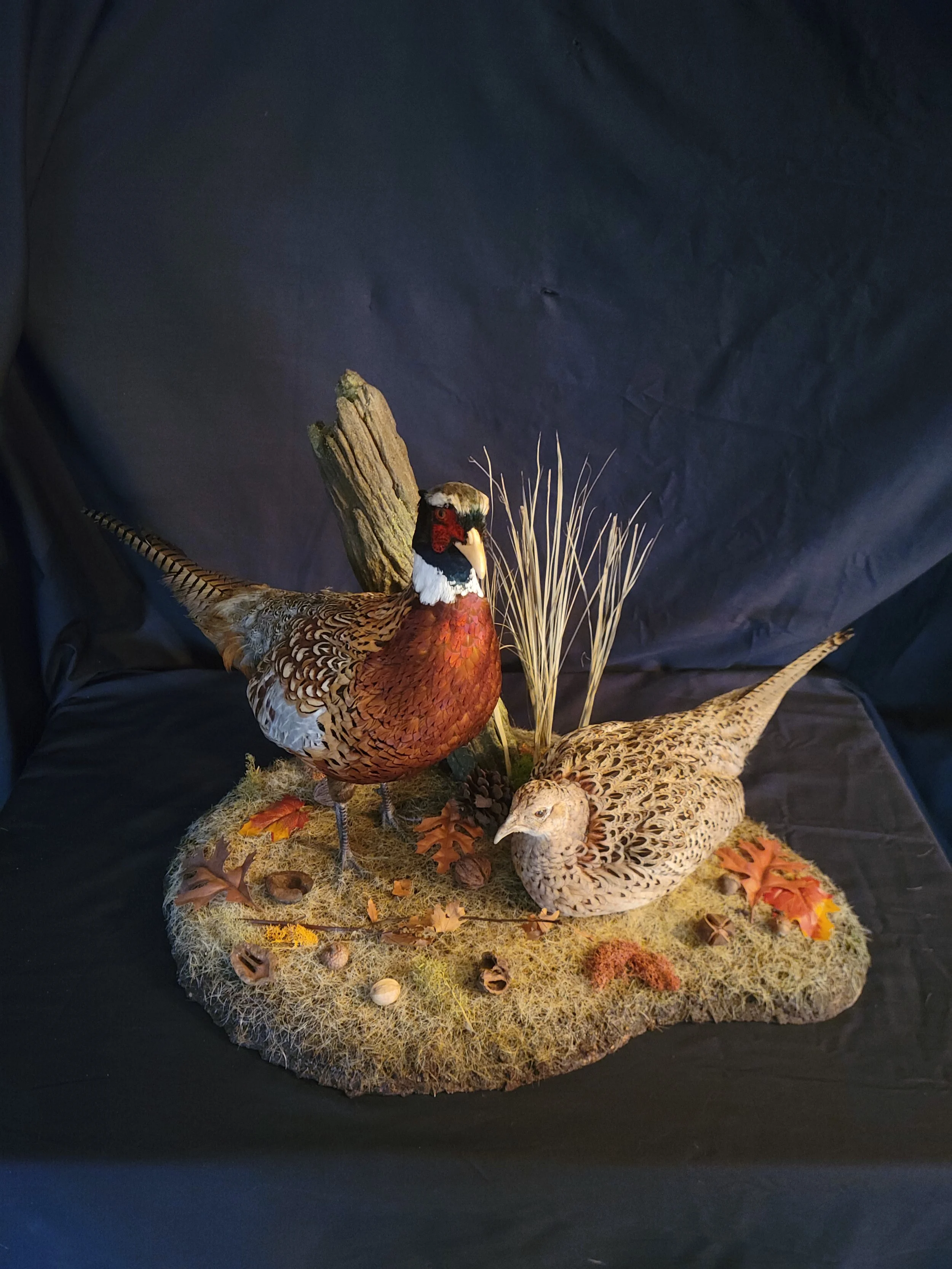 Decorative scene with a model of a male pheasant, a female pheasant, tall grass, a piece of wood, leaves, and acorns on a base, set against a dark background.