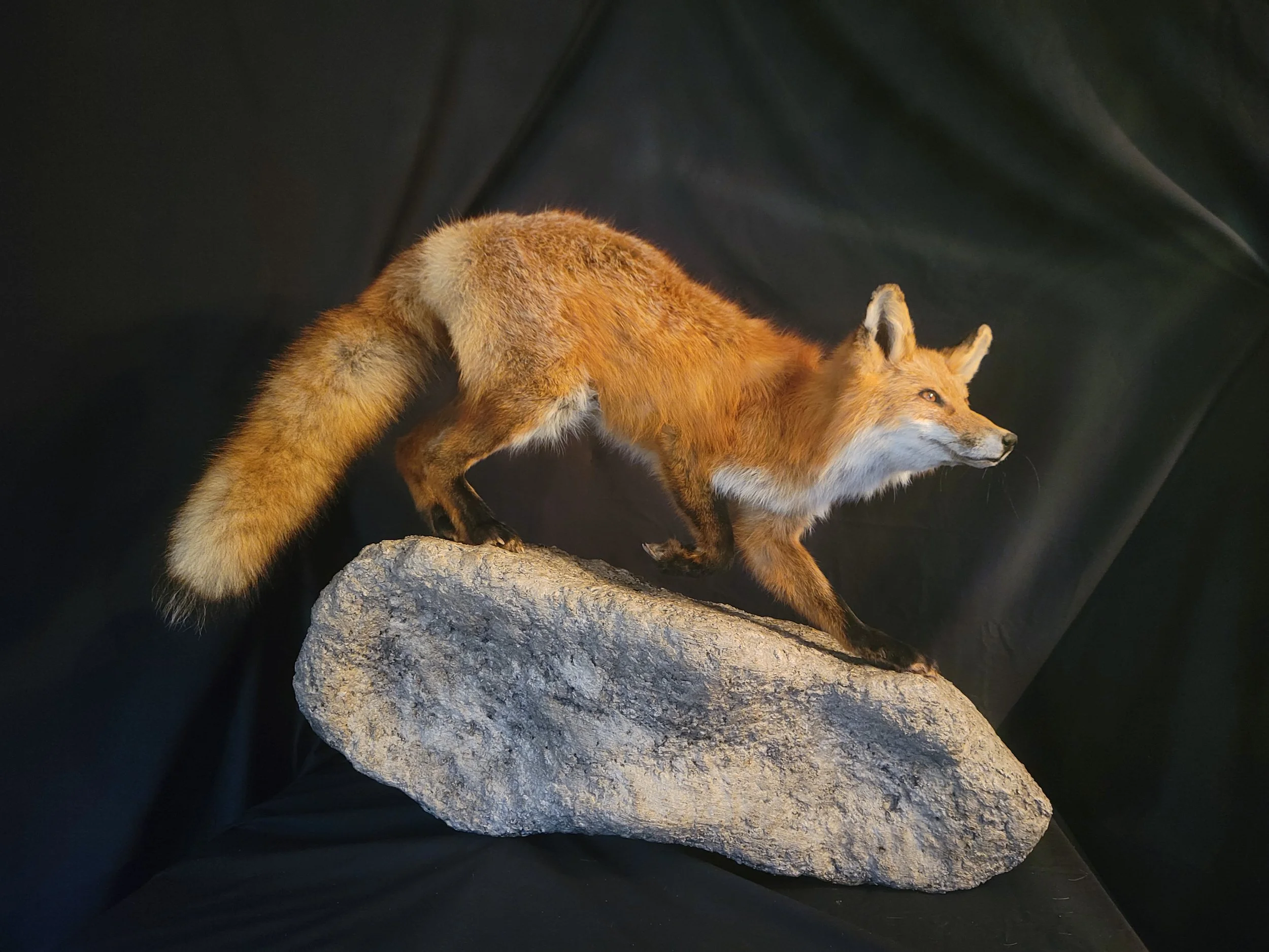 Taxidermy fox mounted on a rock with a dark background.