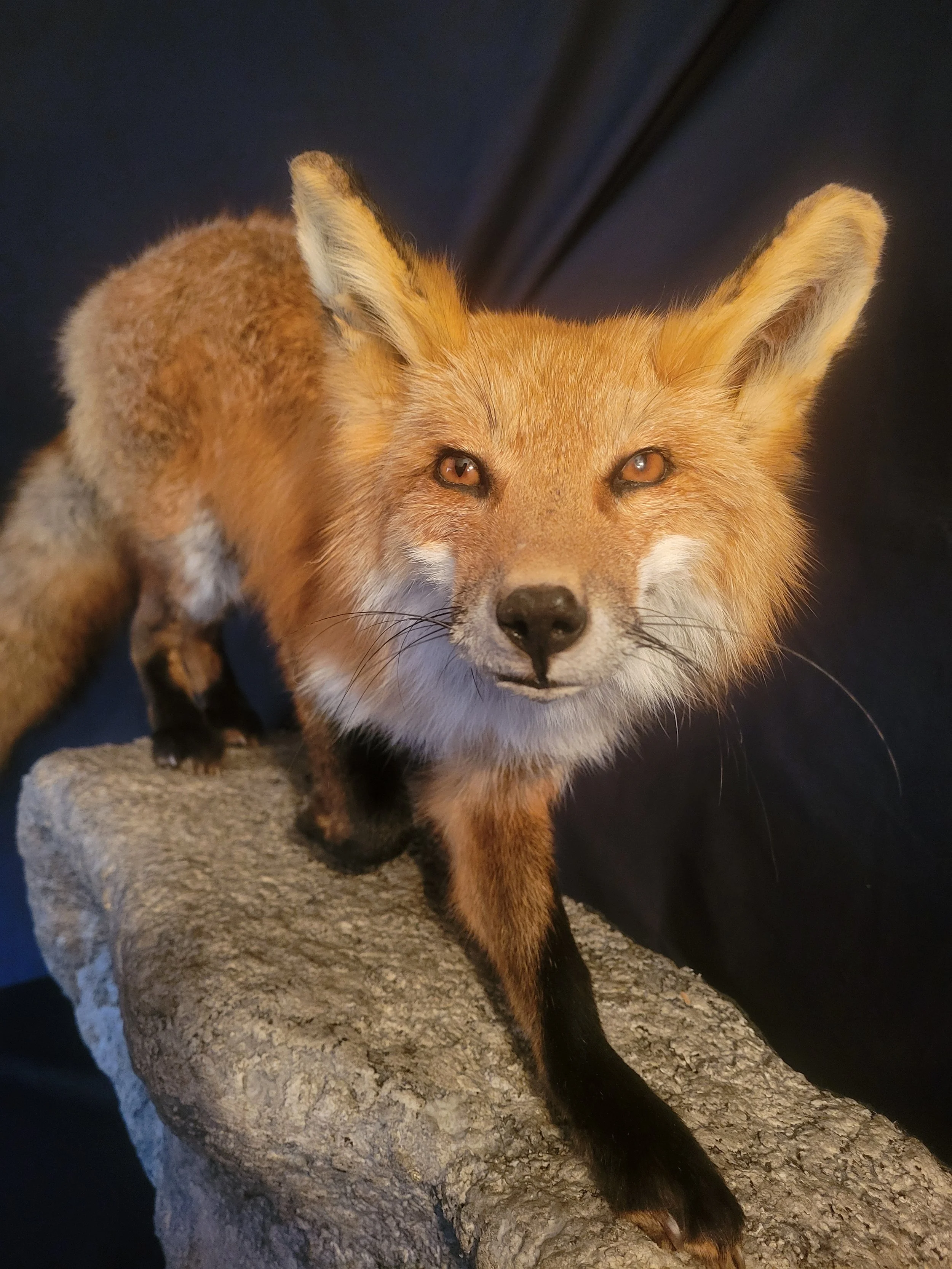 Close-up of a fox with orange, brown, and white fur, standing on a rock, looking directly at the camera against a dark background.