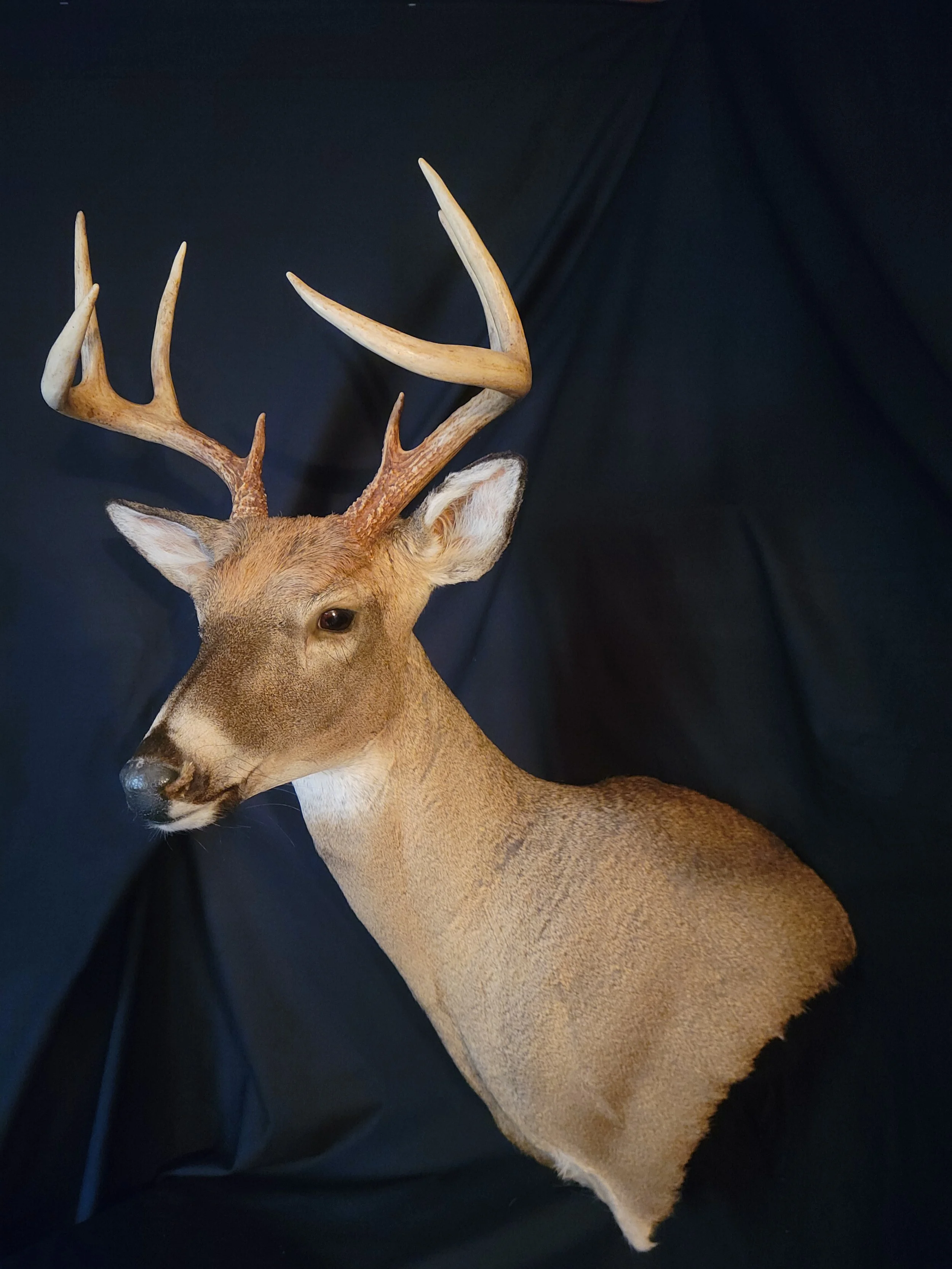 Mounted taxidermy deer head with large antlers against a dark background.