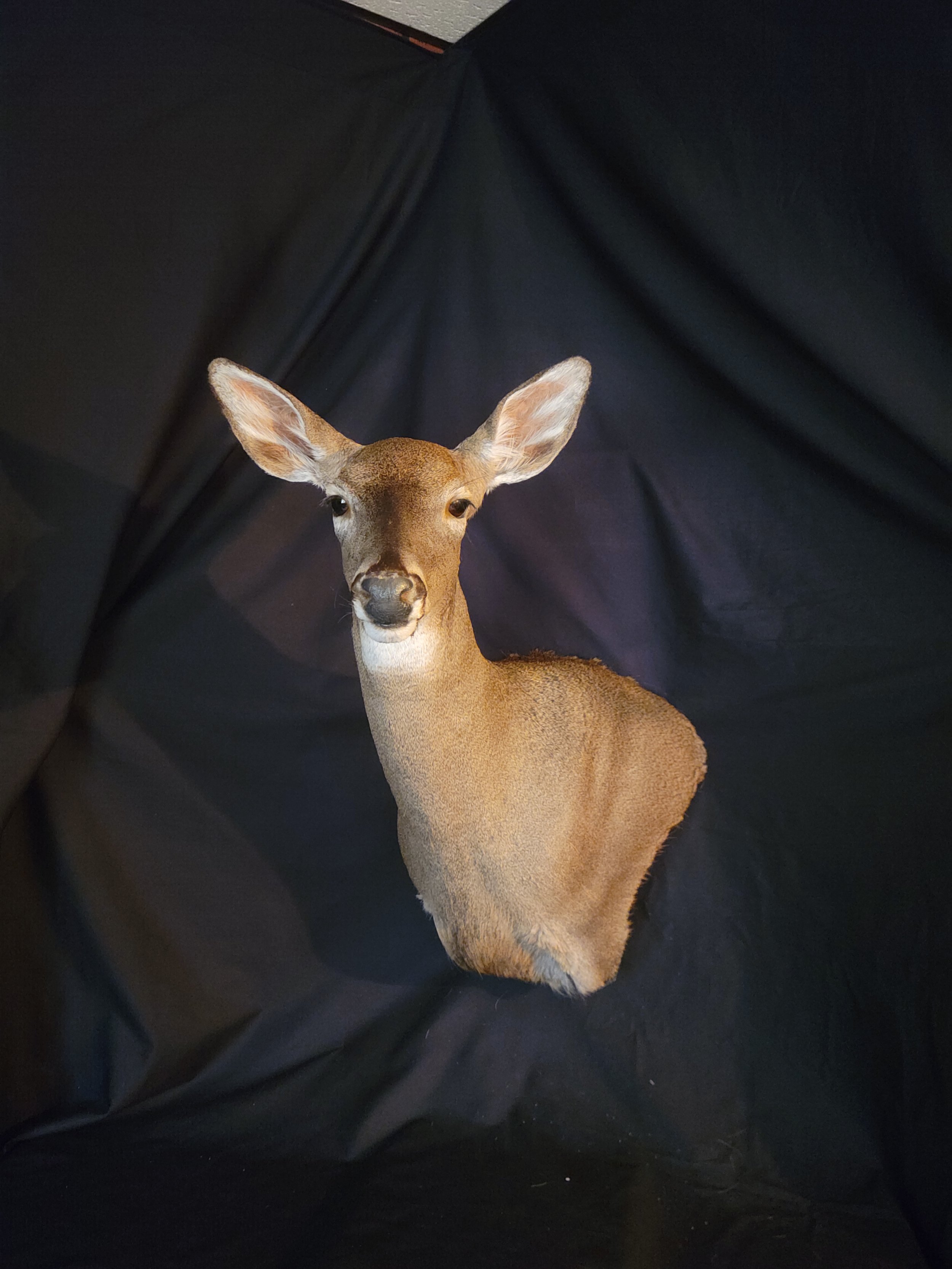 A taxidermy doe with large ears and a brown body, placed on a black background.