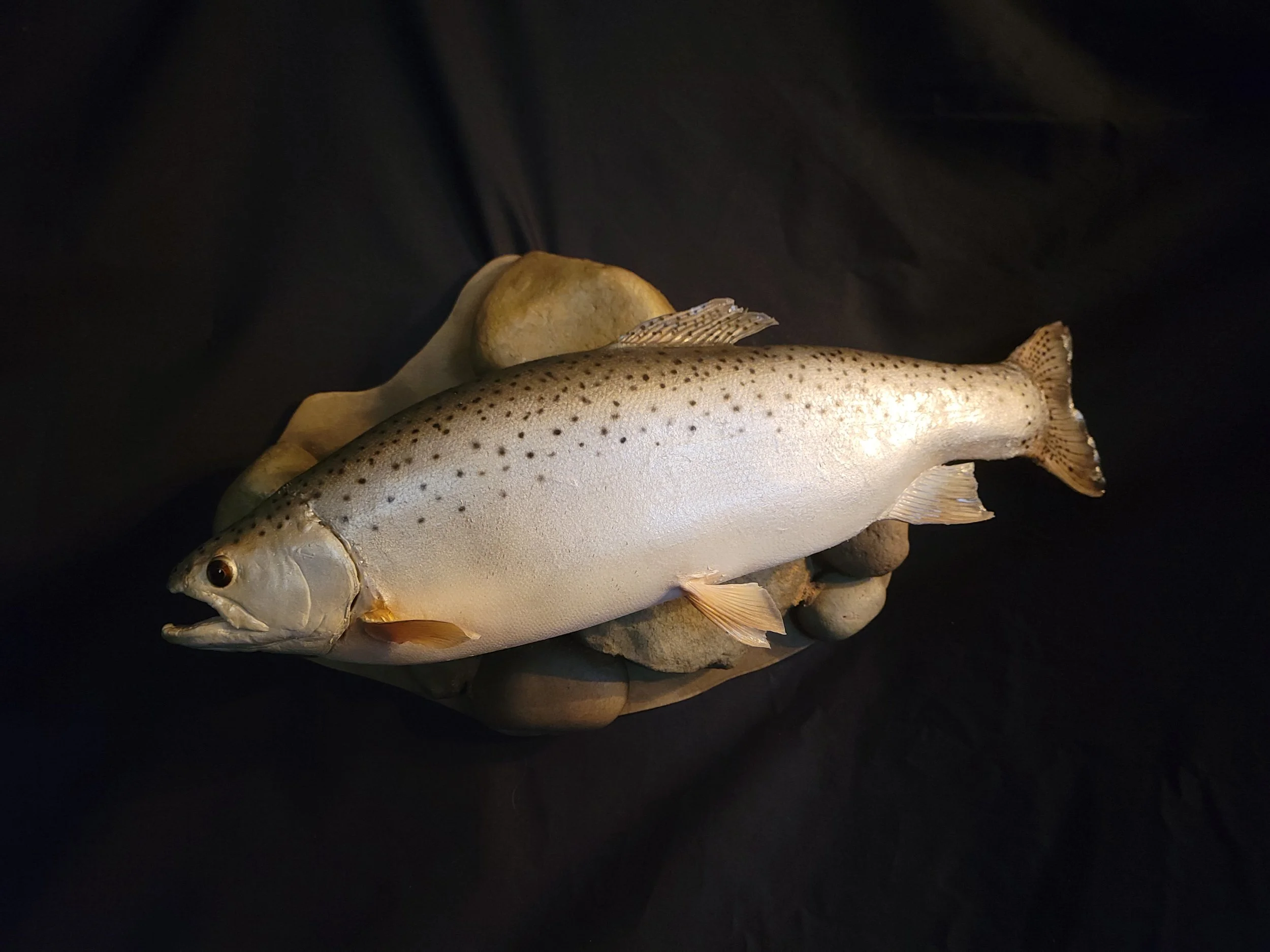 Steelhead with a speckled body resting on a bed of smooth stones against a dark background.